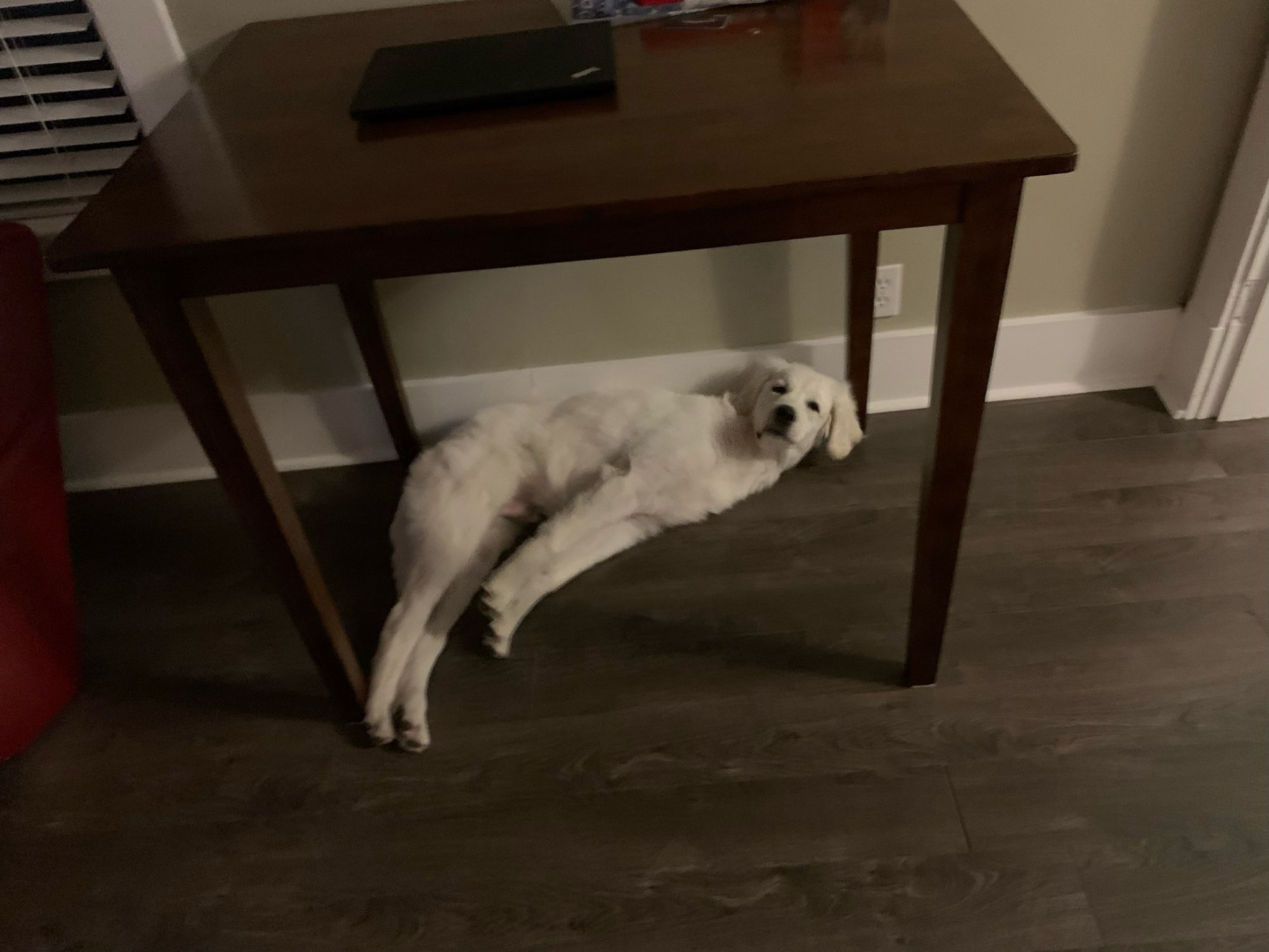 mac as a puppy laying under a table with his legs stretched straight out