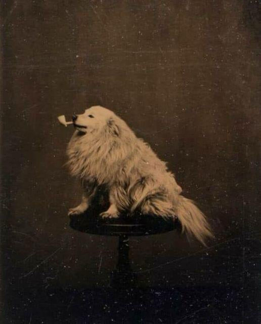 Dog with pipe in mouth (1875) attributed to the Minnesota Historical Society. A  sepia toned photo of a fluffy white dog sitting on a table with a pipe in their mouth.