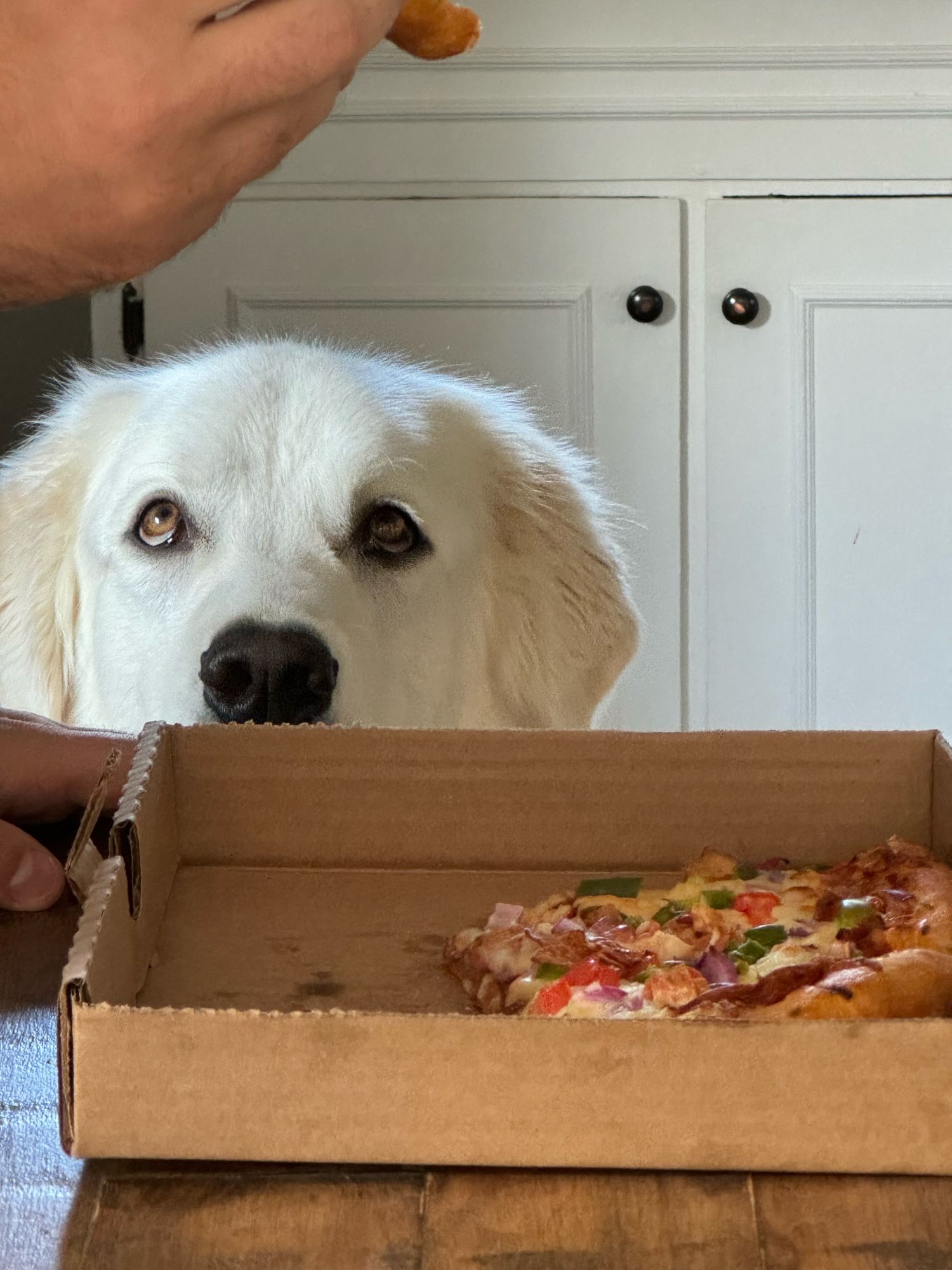 mac the great pyrenees dog looking wantonly at my partner who is eating pizza out of frame
