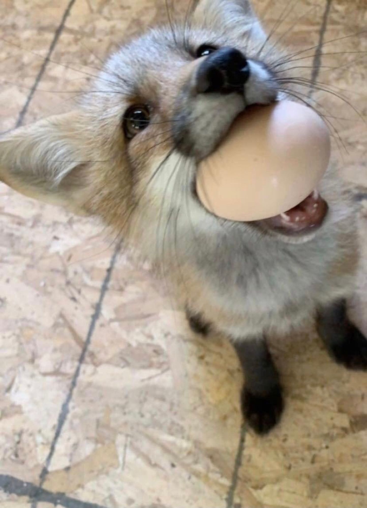 Photograph of a fox holding an egg in its mouth, very cute and polite.