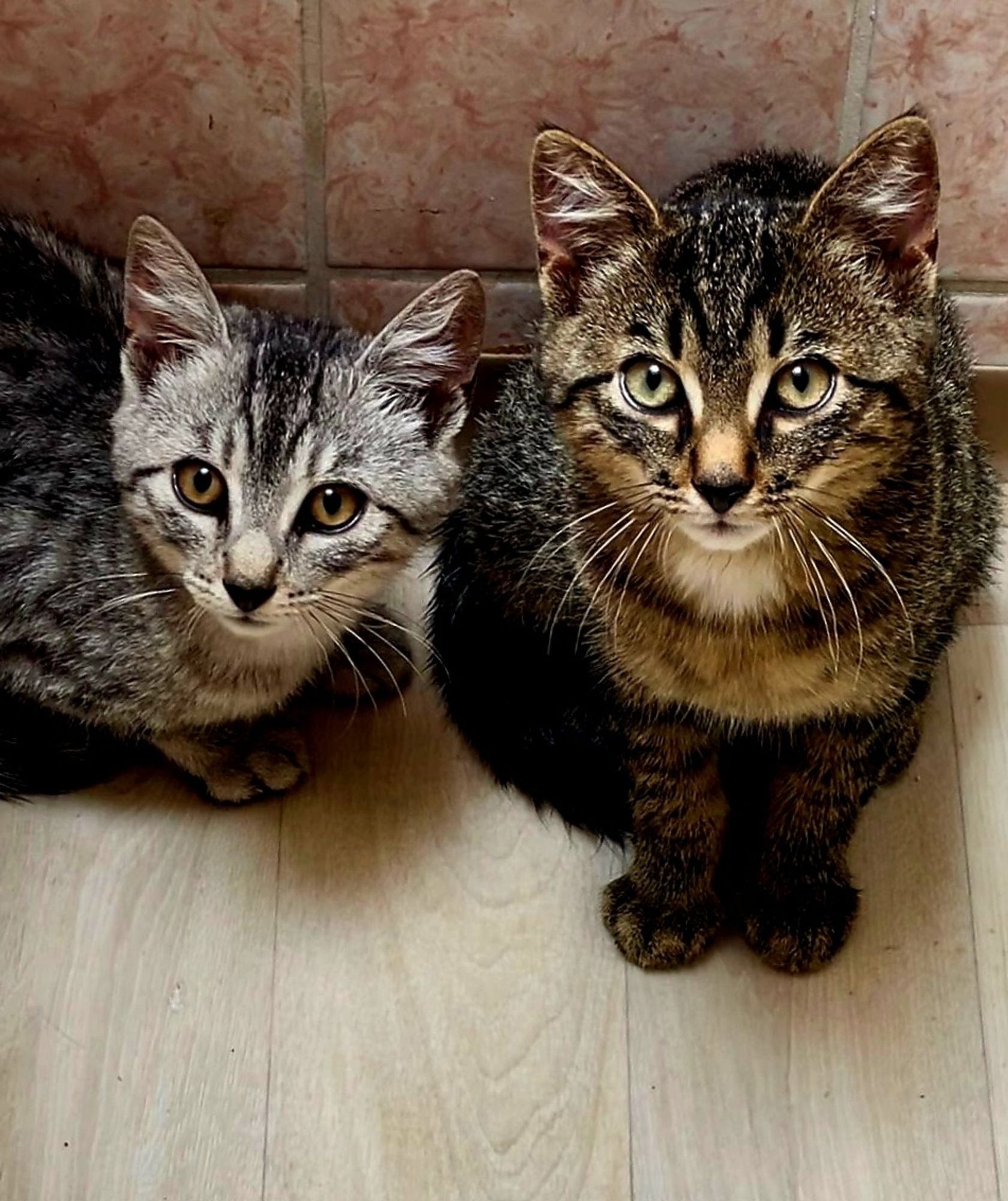 Zwei getigerte Katzenkinder schauen in due Kamera. Links hellgrau getigert das Mädchen, rechts dunkelgrau/bräunlich getigert ihr Bruder.