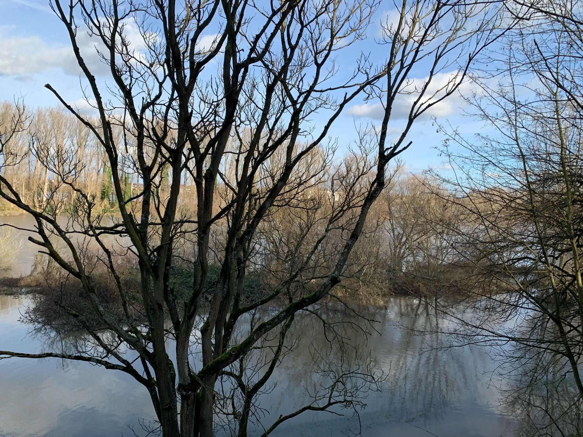 Überschwemmtes Rheinufer mit Bäumen im Wasser