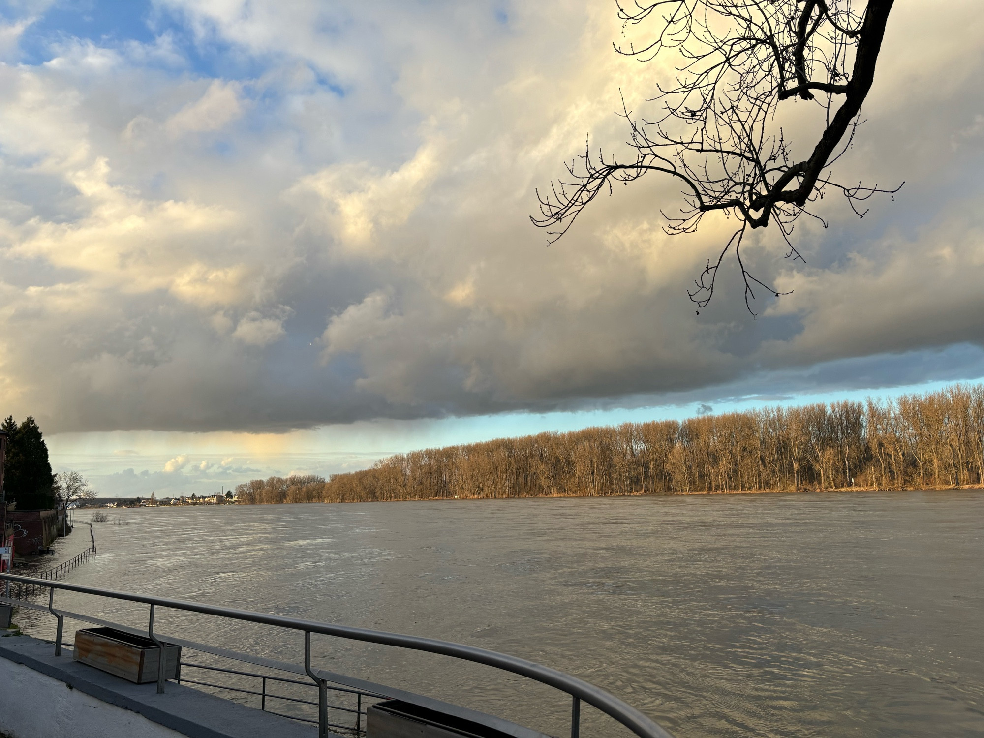 Rhein mit Hochwasser