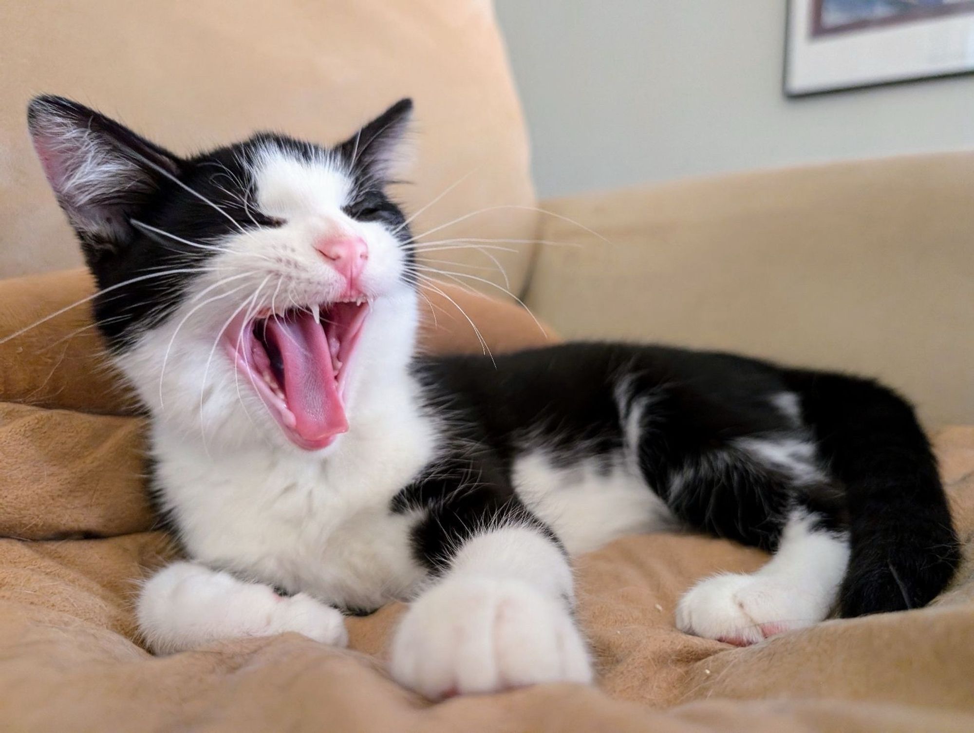 A black and white kitten with his mouth open as though yelling