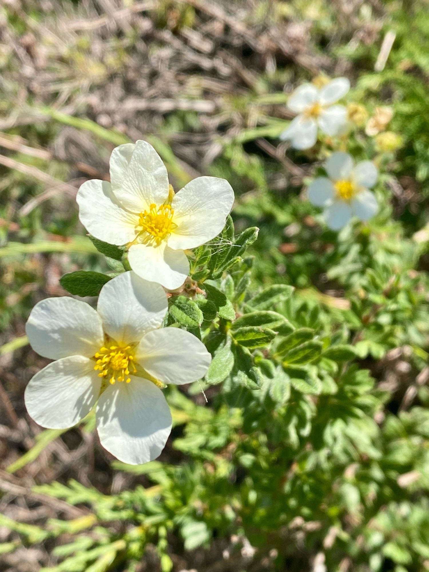 A pair of white five-petaled flowers with yellow centres bloom off a short plant with small densely packed leaves