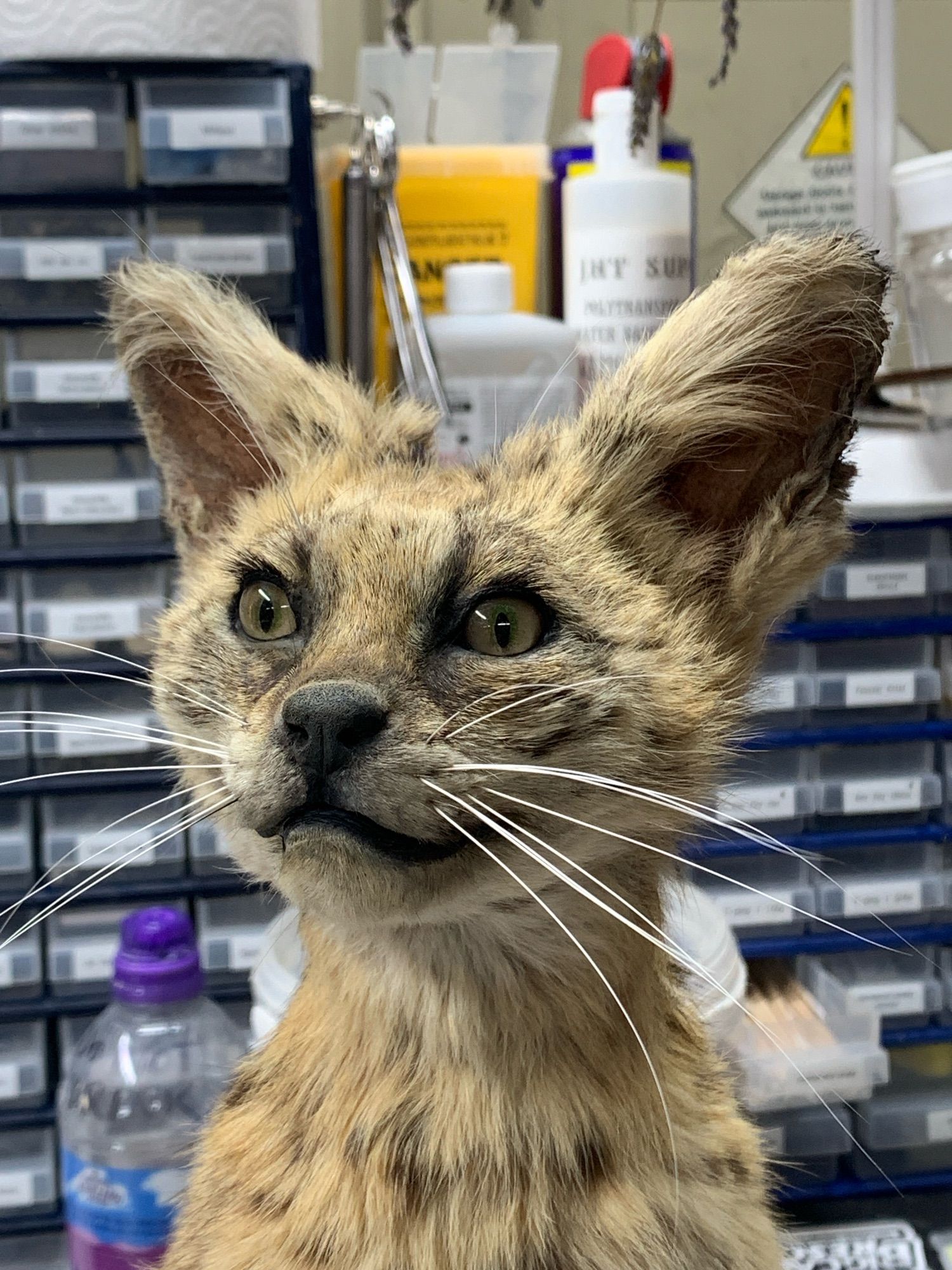 An after photo of the head/neck of the serval, finished & without the pins in its face. It looks less frazzled and more alert & curious now. In the background are all my little components drawers full of equipment and supplies.