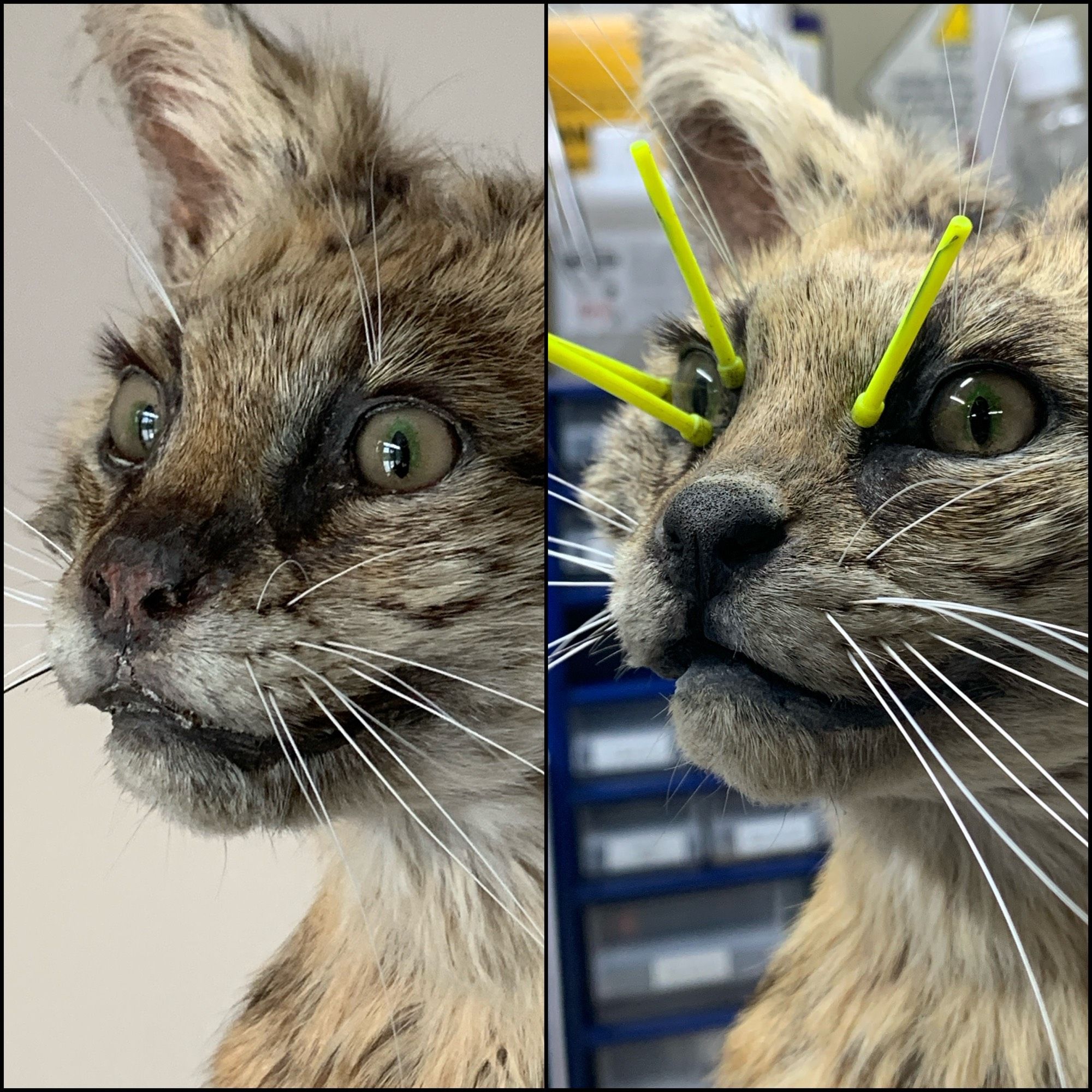 Before and after side by side composite image of the face of a taxidermy serval that I fixed. The before photo shows a startled/frazzled looking cat with a shrivelled nose, wonky eyes & cracks around the mouth. The second image shows the same cat after I rebuilt the nose, reset one of the eyes, cleaned it up and rebuilt its lips. The after photo shows it with some pins with neon yellow handles still in the face as it dries.