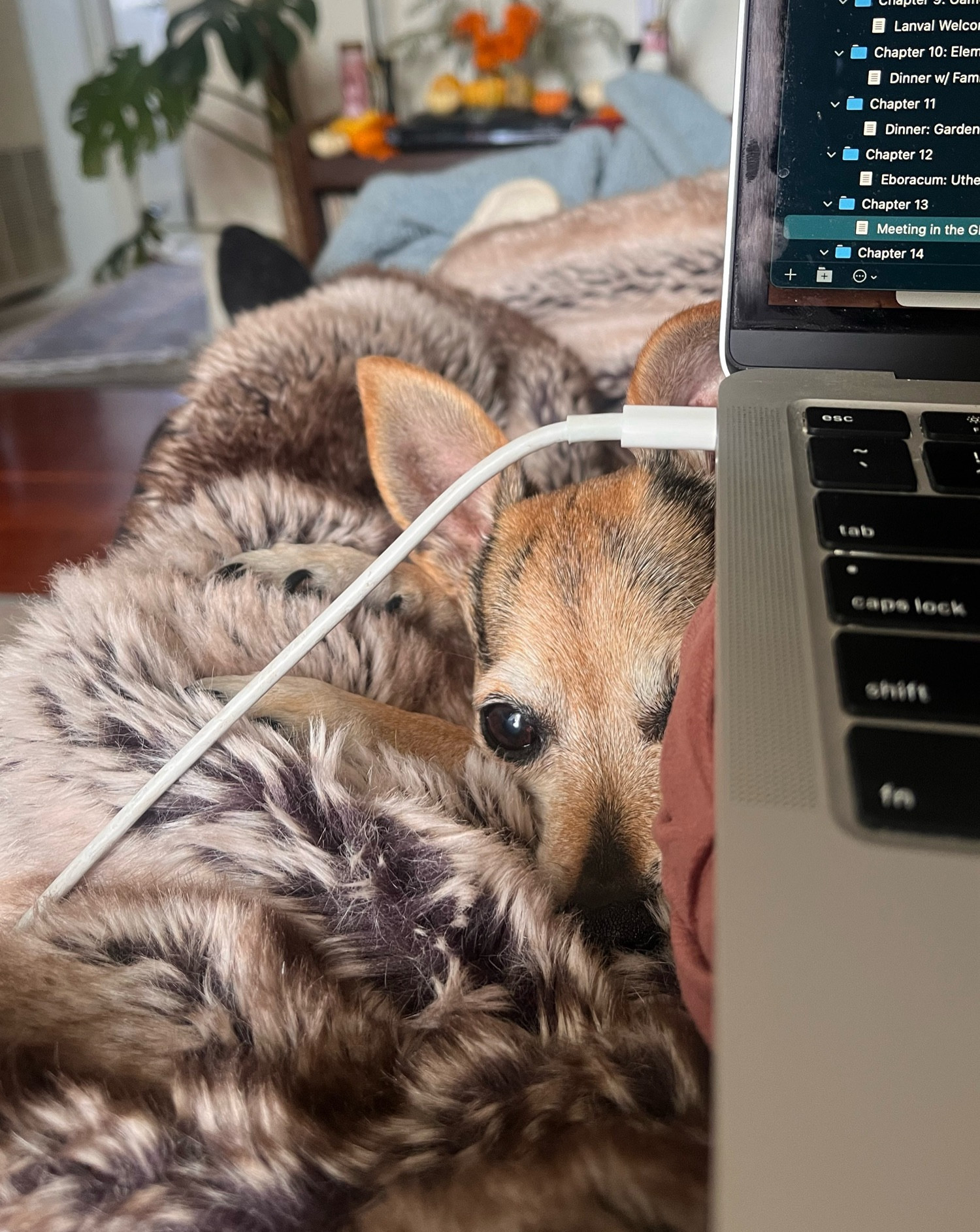 Peeking out from the left side of an open laptop, which is carefully balanced on a mauve pillow, Iggy the dog looks directly at the camera. Her soft brown and black markings highlight the dark umber of her eyes and nose, and her perked and pointed ears reveal soft rosy skin. She has nestled her nose deep into a grey and brown fur blanket, her front paws extend outward to the left, and the right side of her face is half obscured by the laptop keyboard. 