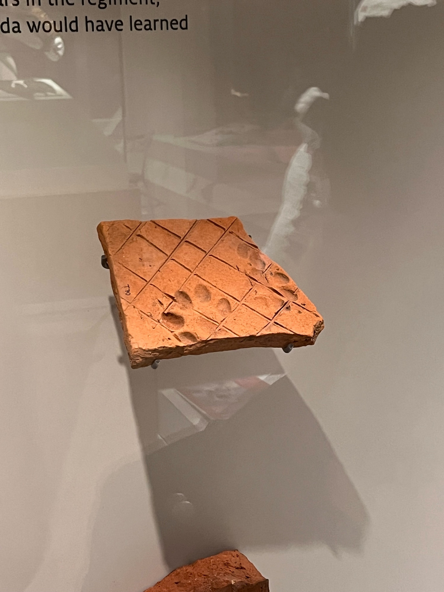 A shard of Romano-Briton terracotta tile displayed in a museum case. It is scored in a crosshatch pattern and has two dog paw prints pressed into it.