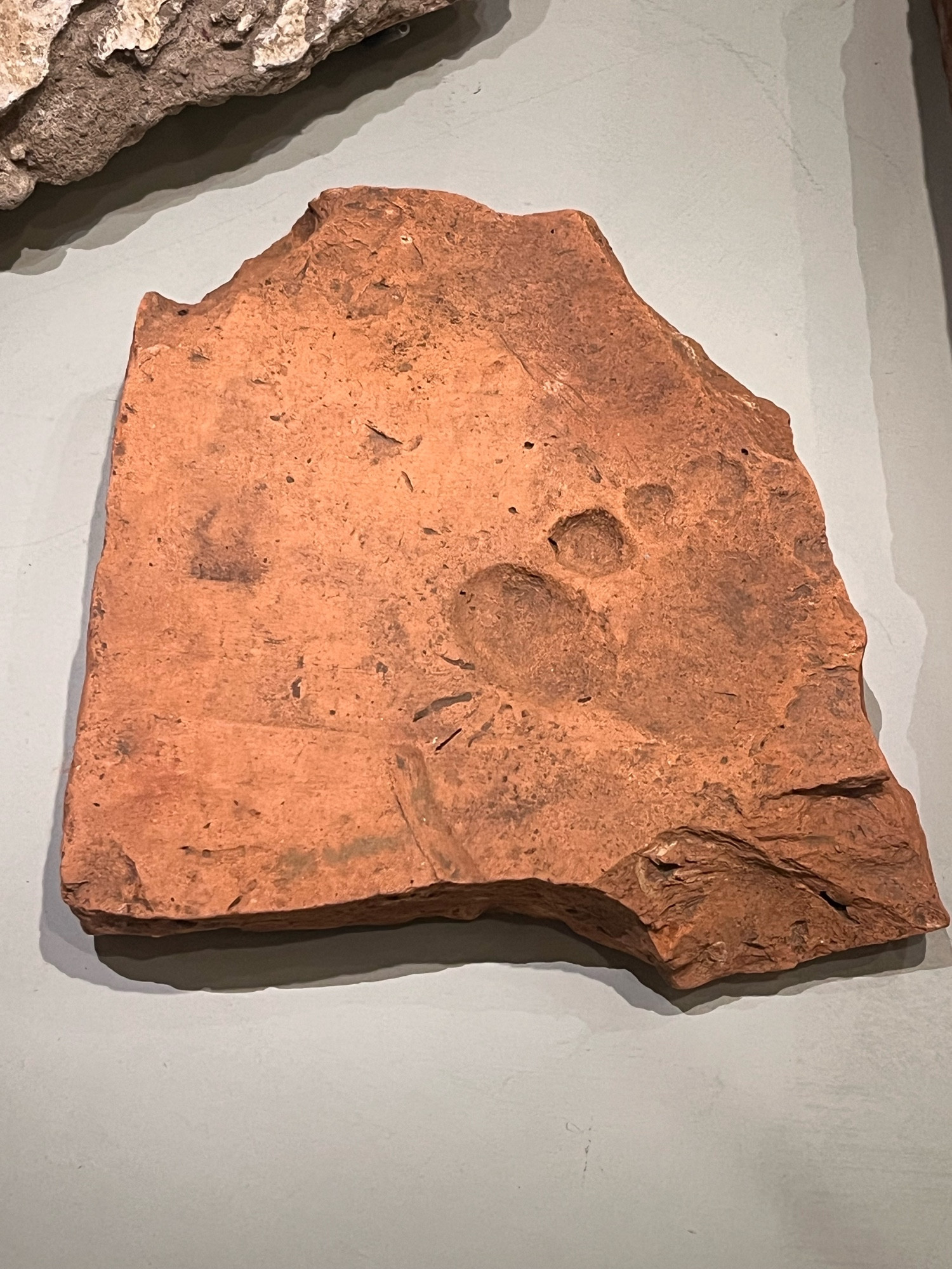 A broken piece of Romano-Briton terracotta tile laying face up. It is a warm, sunny ochre and displays the five small toes and ball of the foot of a child’s step. 