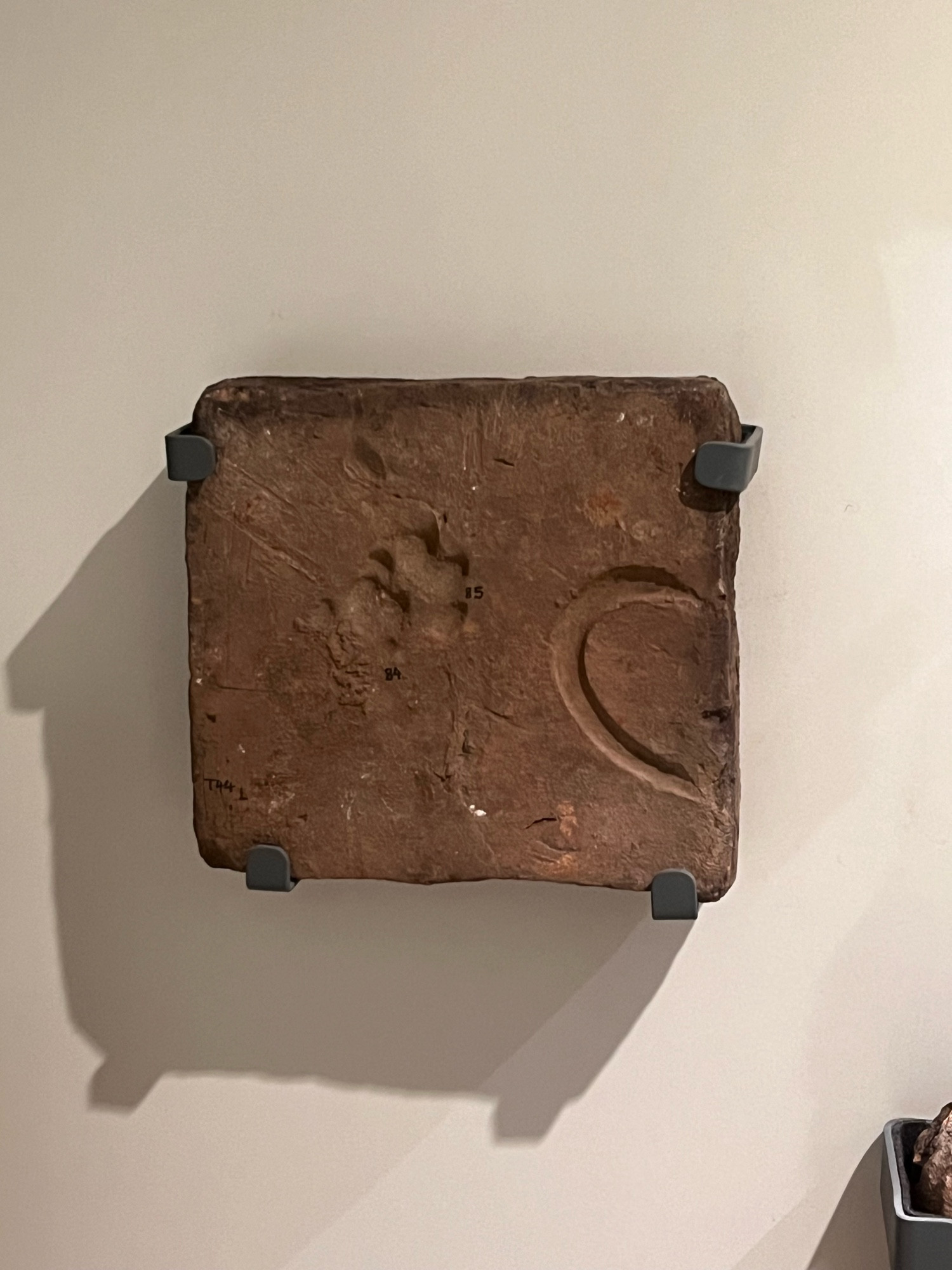 A wall-mounted square Romano-Briton terracotta tile on display in a museum case. It is a very deep, almost milk chocolate color, with two imprints: a dog paw, and a hook like shape, most likely from an implement the maker would have used to test the readiness of the drying process.