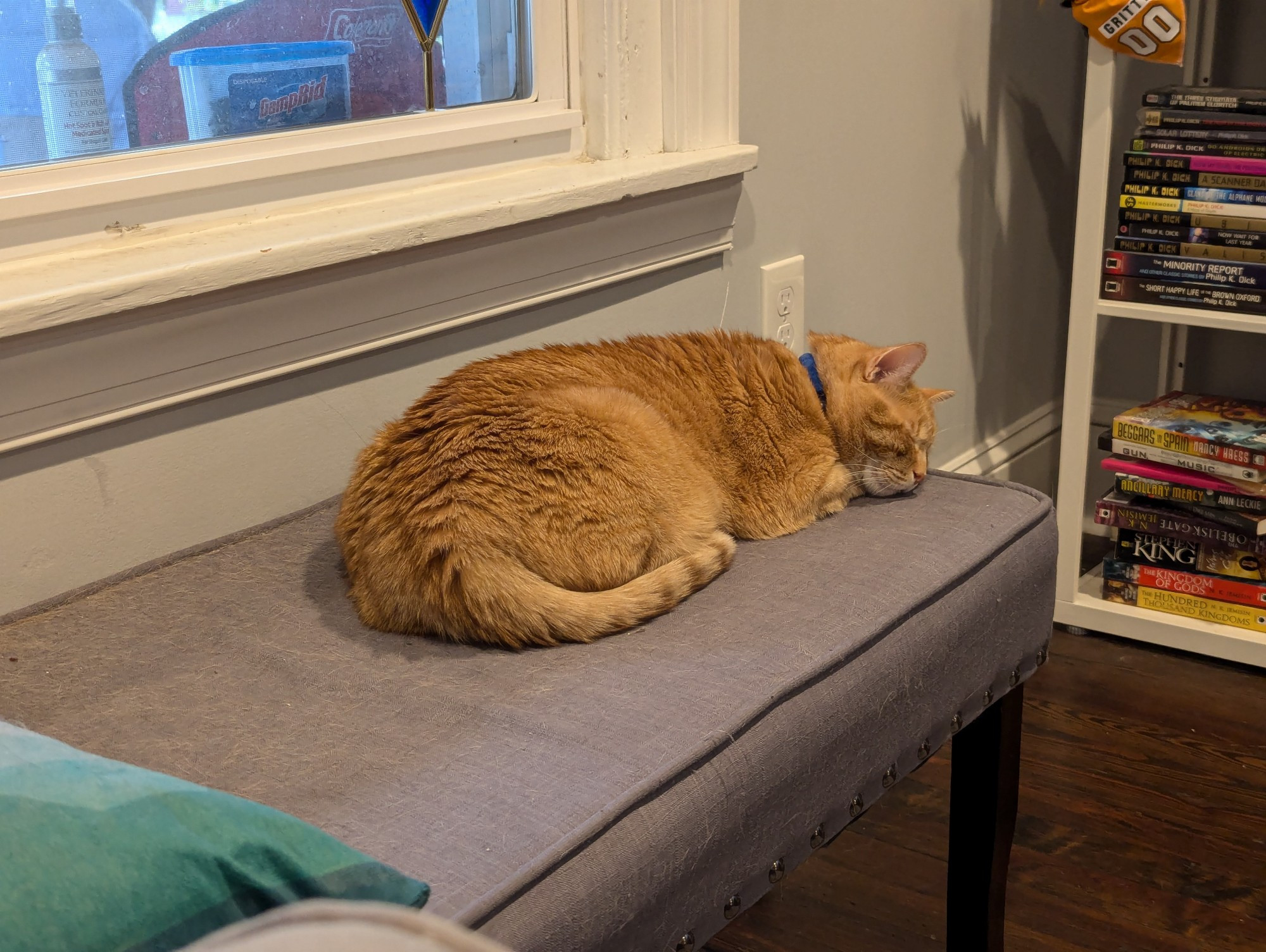 An orange cat lies on a bench by a window. His face is on the cushion, his tail is curled around him, and his eyes are closed.