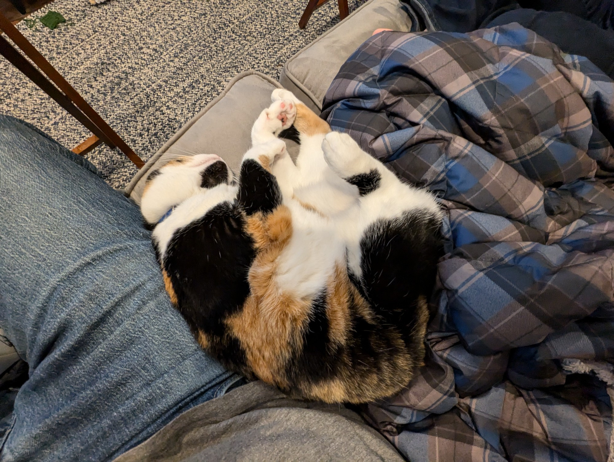 A calico cat lies curled on her side, turned half-upward so that her right paws, front and rear, are in the air. She is snuggled up against a leg in blue jeans, and her eyes are closed.