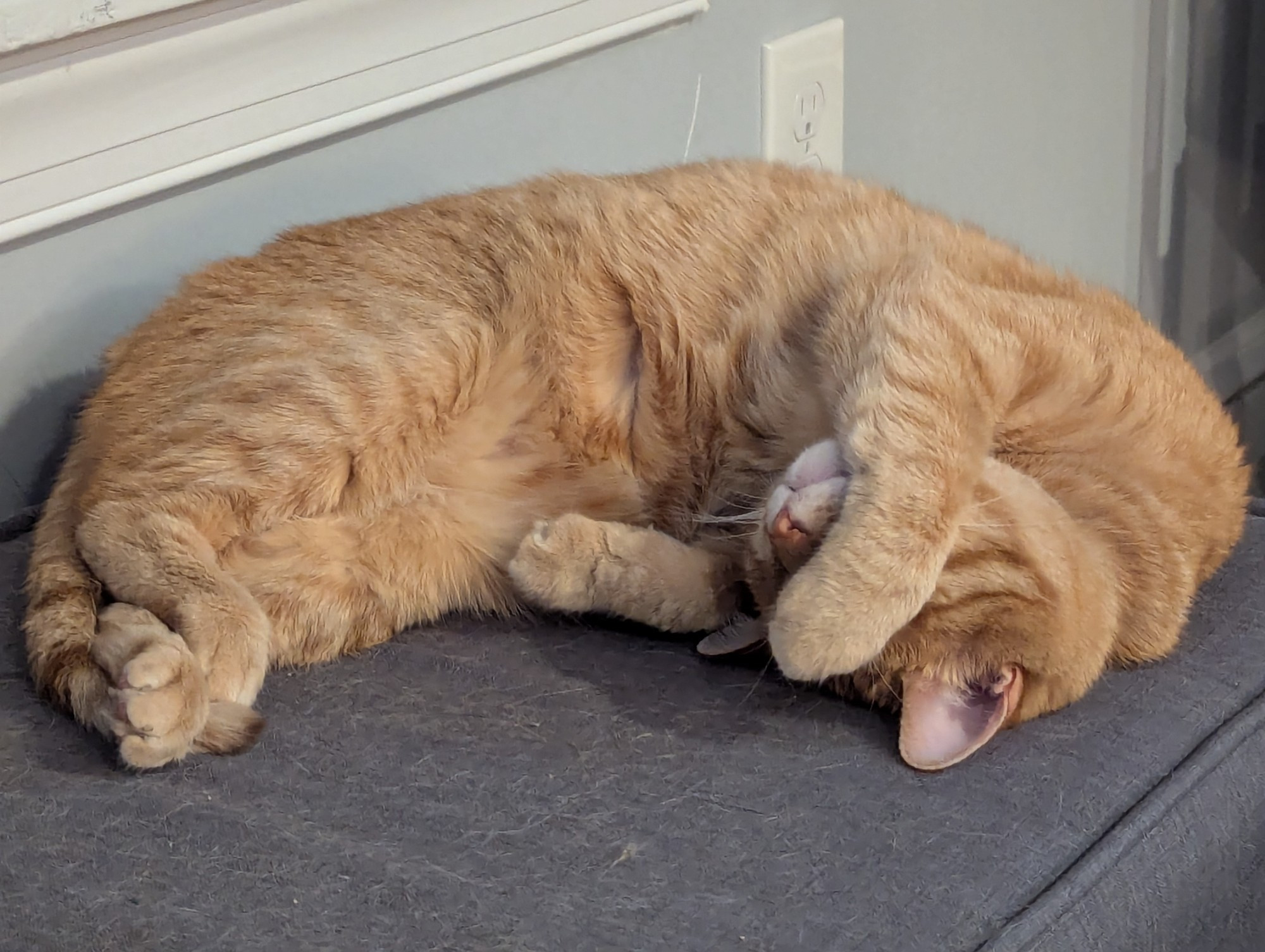 An orange tabby cat sleeps on a gray, upholstered bench, curled up on his side with his face pointed up. His right paw is draped over his eyes, and his little back feet are crossed at the ankle, and I didn't know about you but I am about to expire from cuteness.