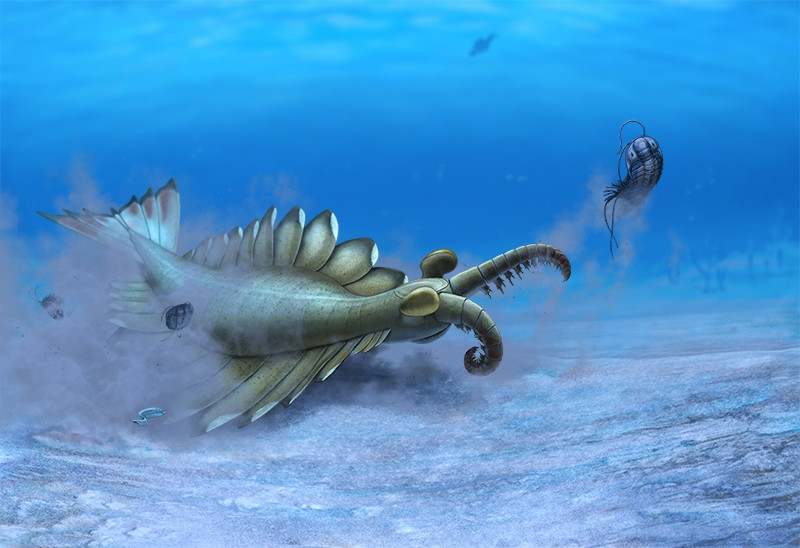 Anomalocaris canadensis