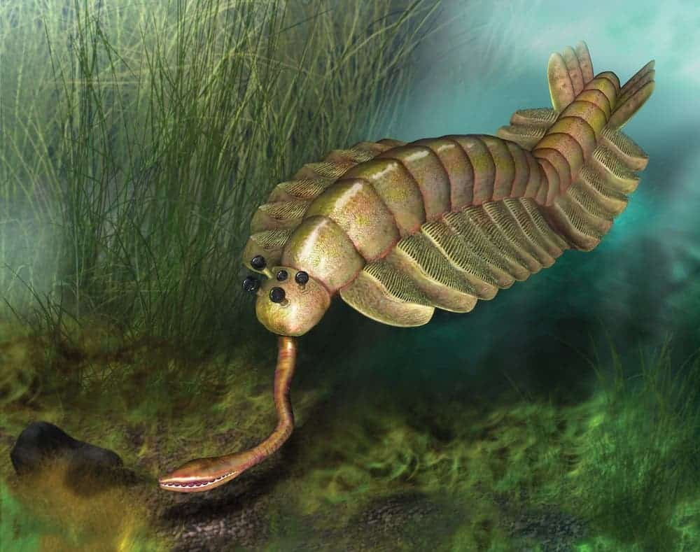 An Opabinia regalis, an extinct marine invertbrete with five eyes and an appendage with a grasping claw coming out of the front of his head