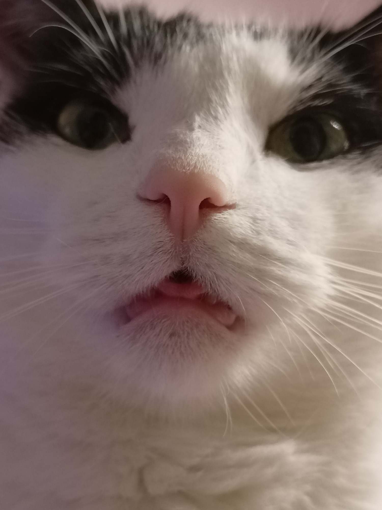 A photo of a tuxedo cat with her tongue half out and slightly squinted eyes.