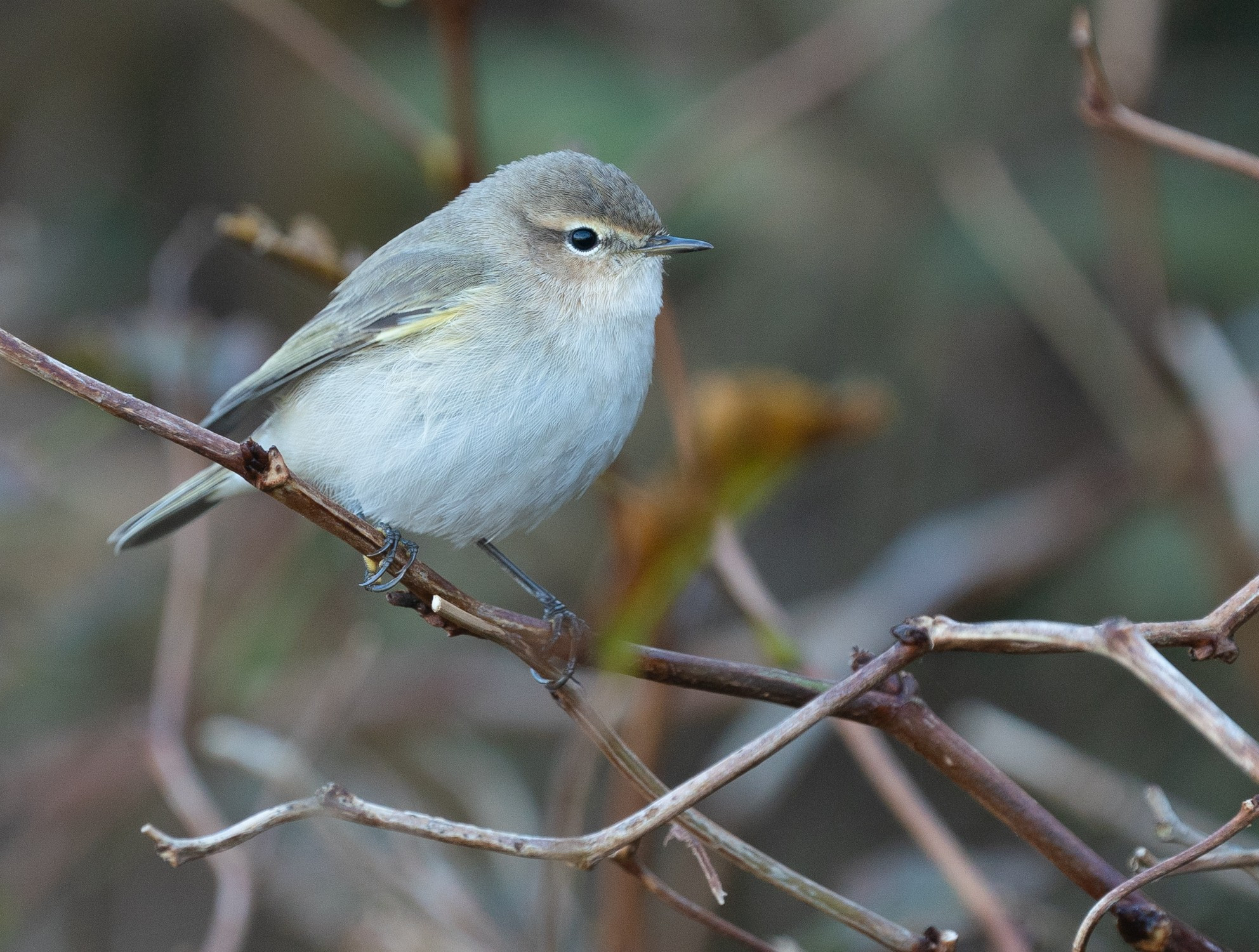 Siberian Chiffchaff