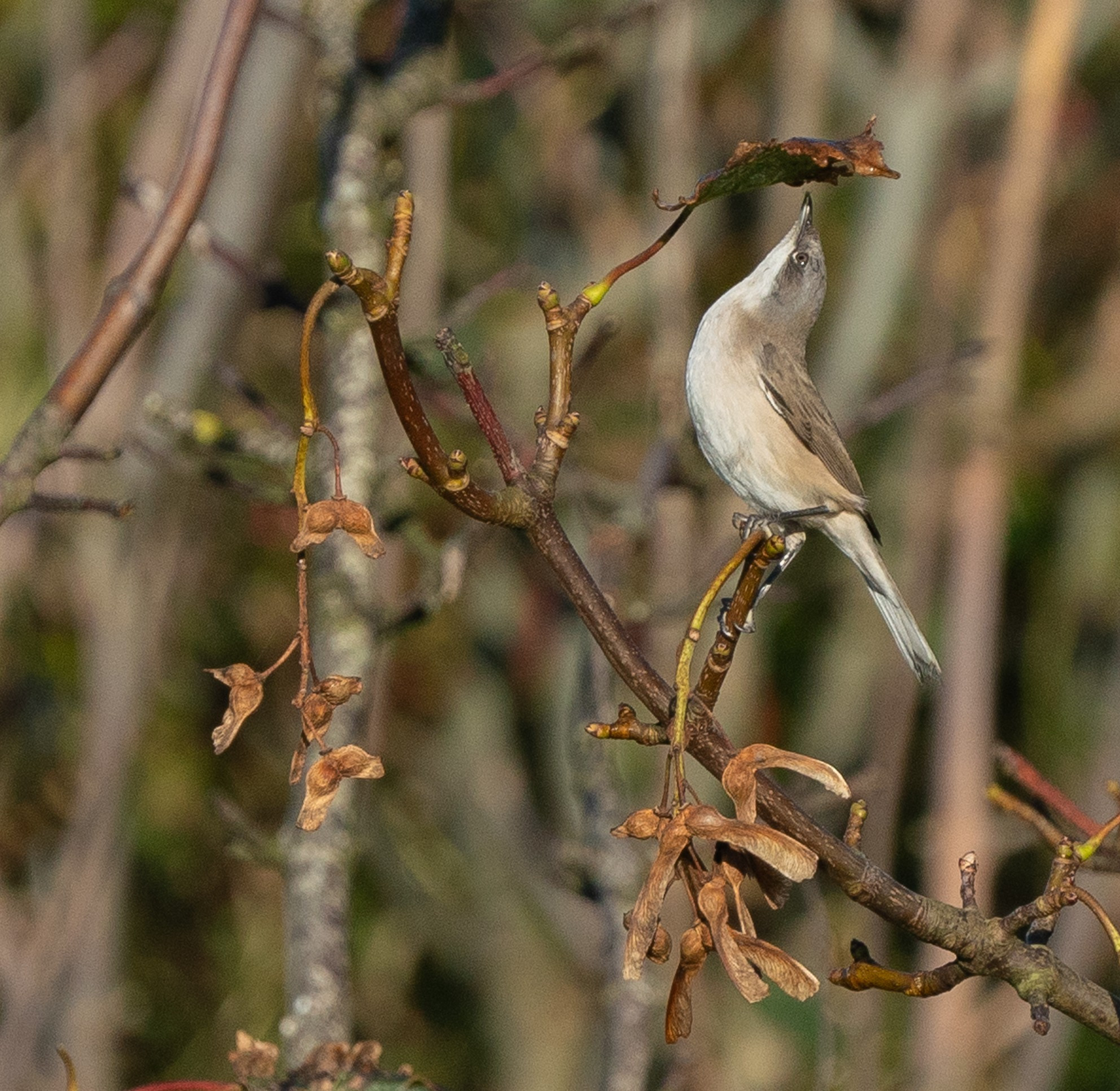 'Blythi' type Lesser Whitethroat