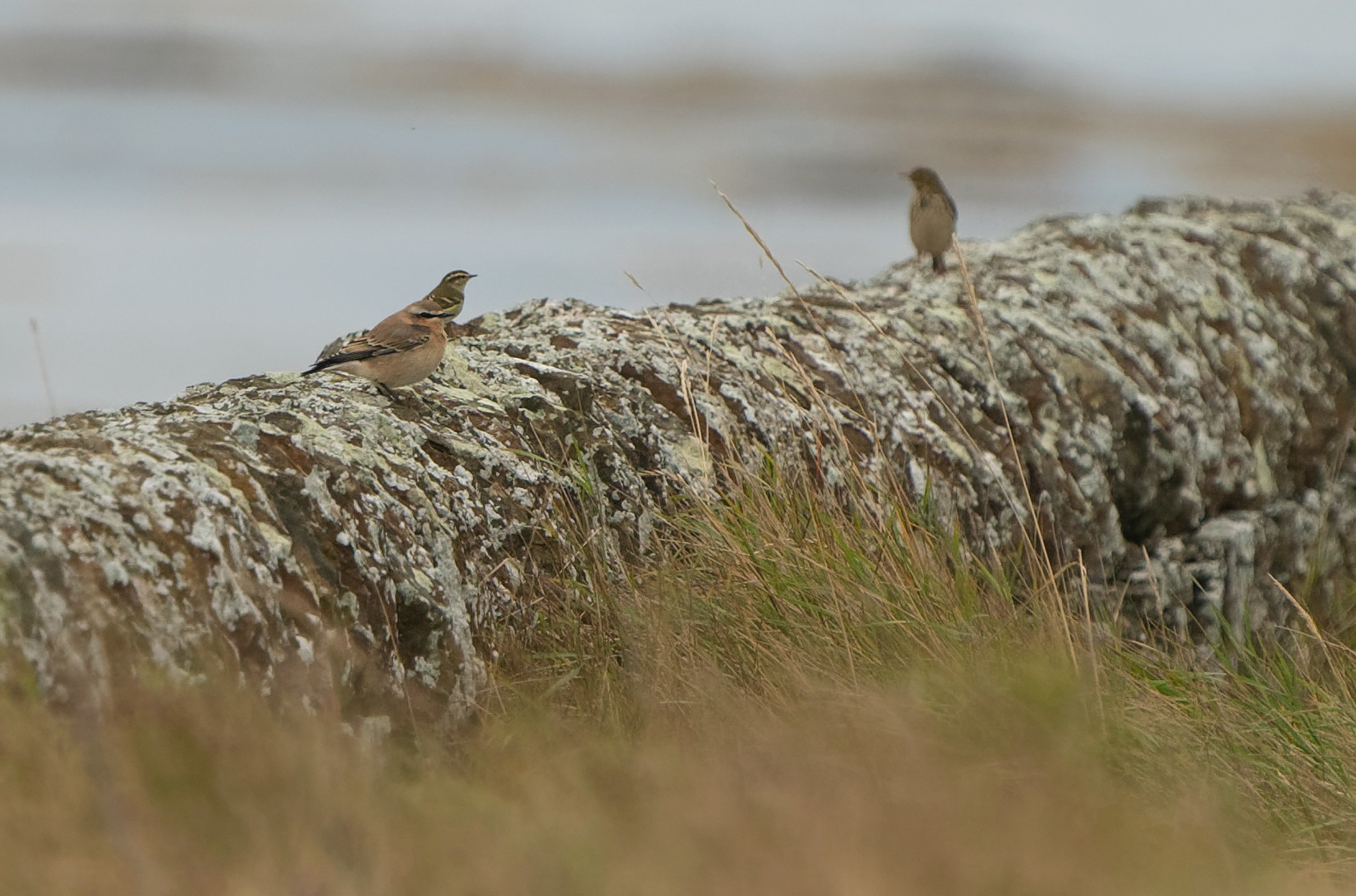 Wheatear and YBW (and Meadow Pipit)