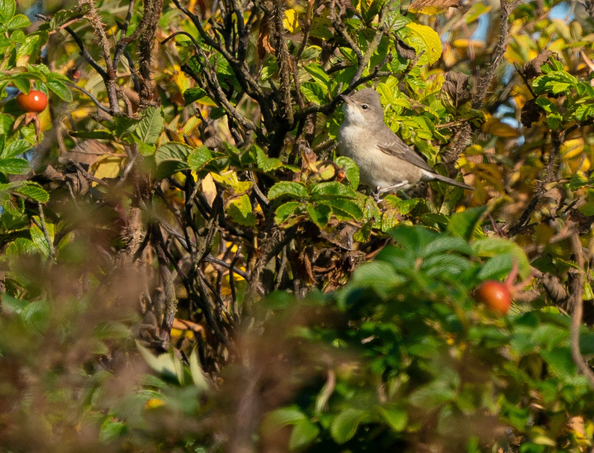 Barred Warbler