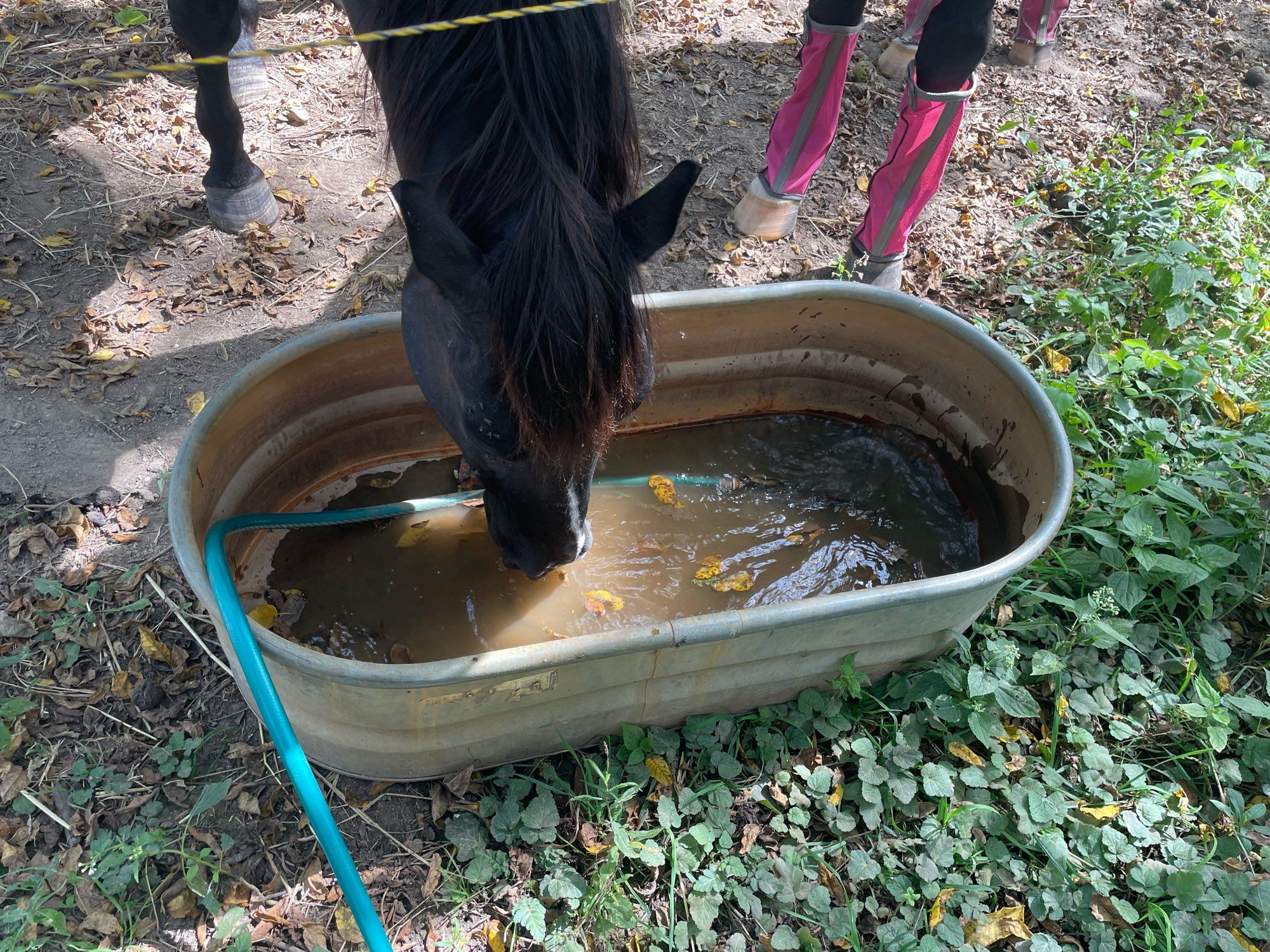 Cutest little black cow pony in the world slurps up water as I’m filling up his water trough. This is what my brain looks like right now.