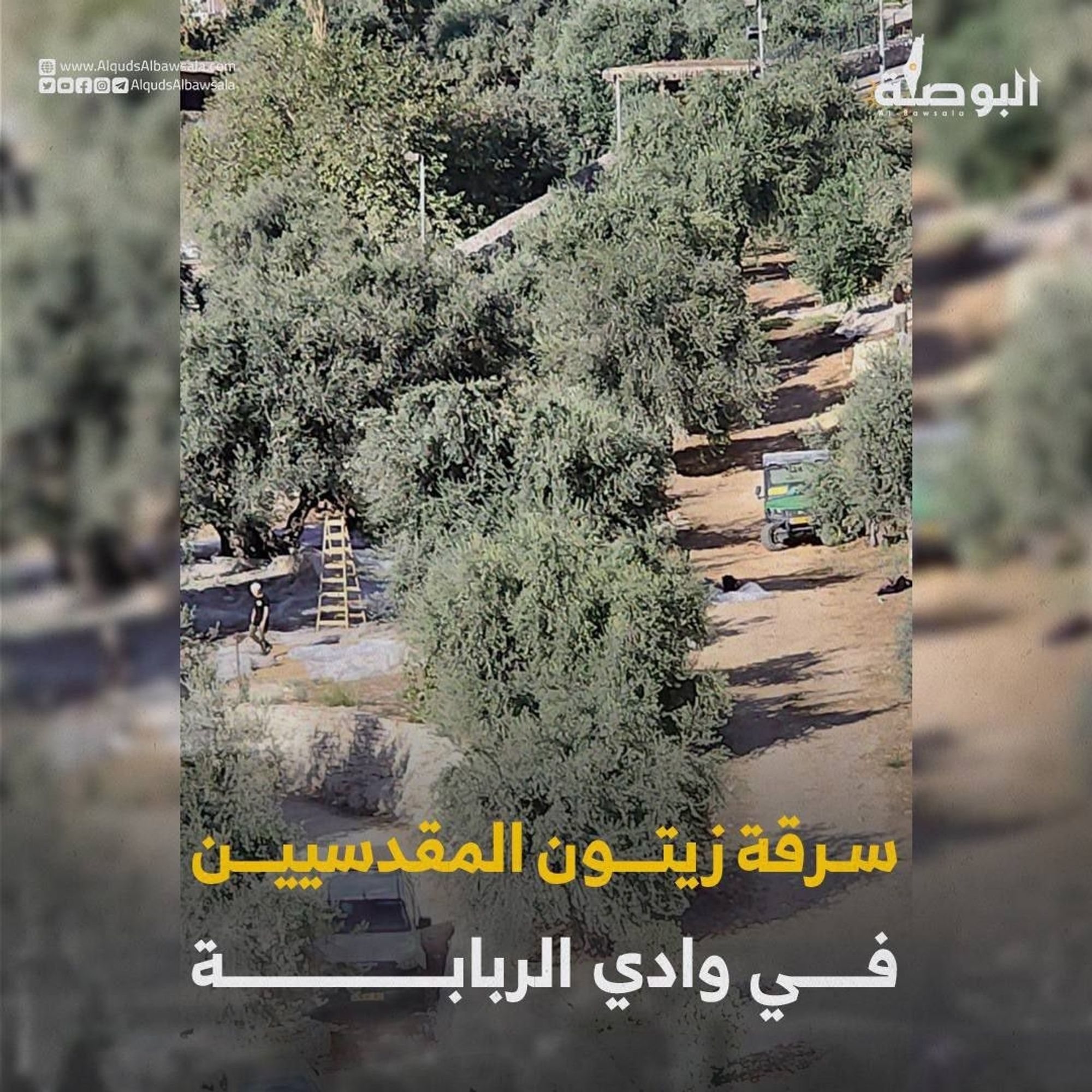 "Stealing the olives of Jerusalemites in Wadi Rababah"