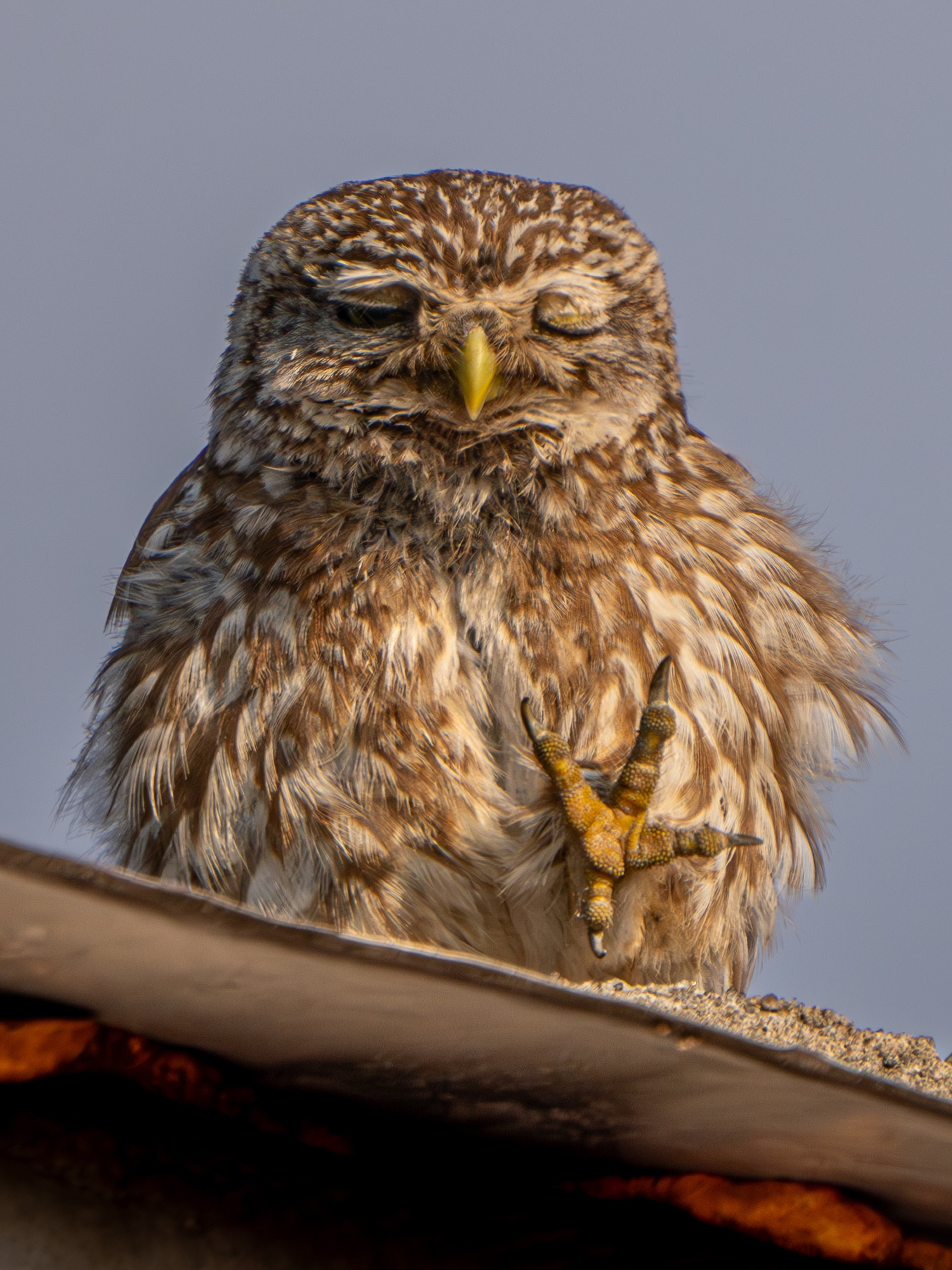 A little owl (Athene noctua) on a roof with a look that says "I've had enough of this". It's facing us, with the left eye closed, and the right slightly open, its left claw is in the air and stretched as if saying "stop". (it was actually just lifting it to scratch its head, but the frozen moment is so funny)