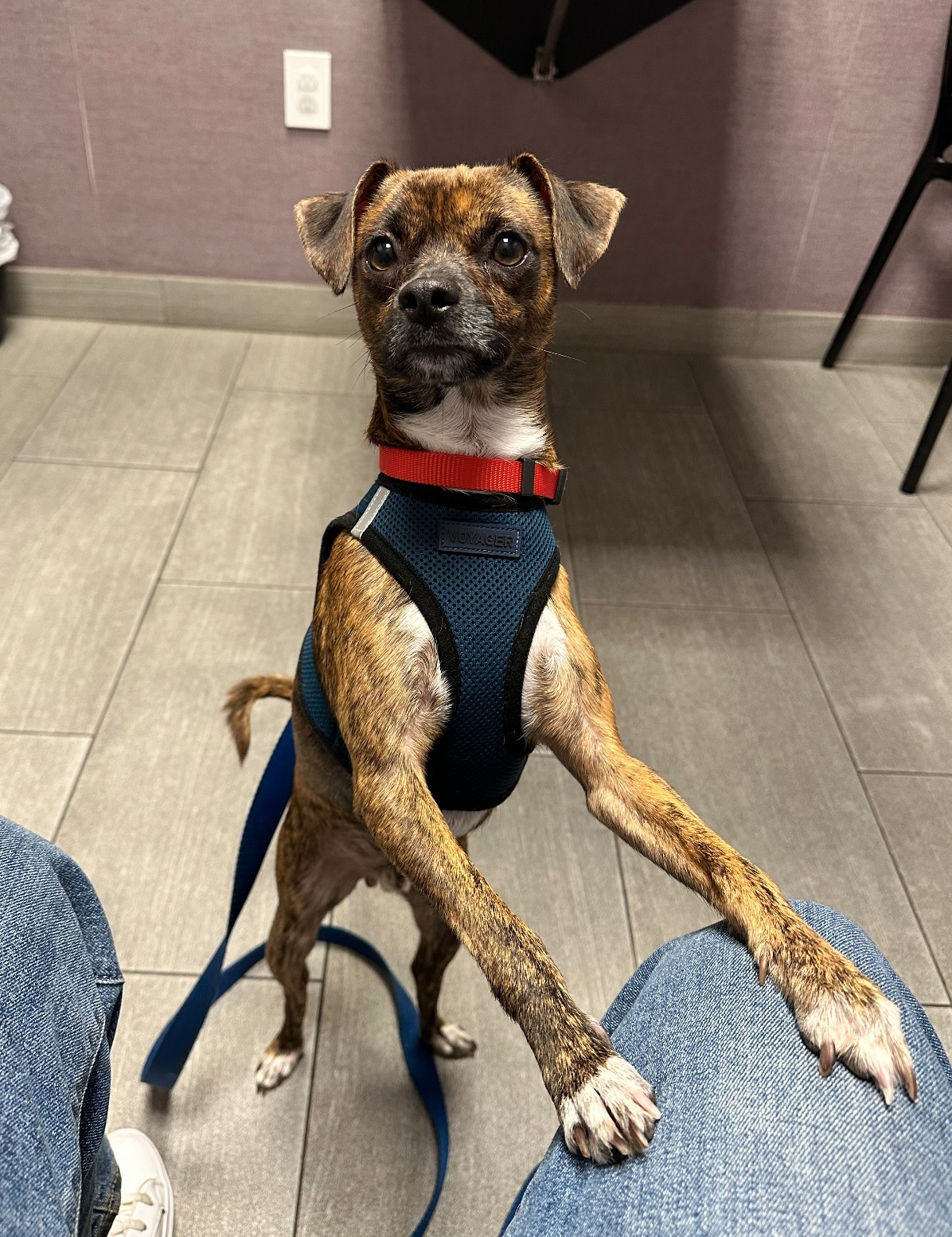 chuck, a 15-pound mutt, at the vet's office standing on his hind legs