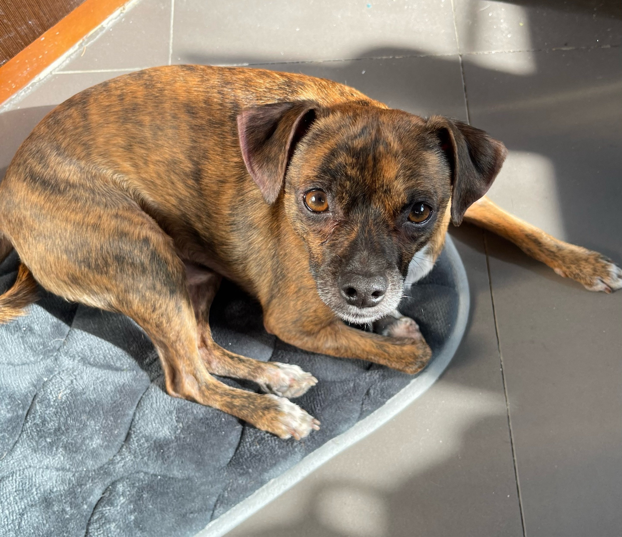 chuck the dog lying on a partially sunny spot on the kitchen floor