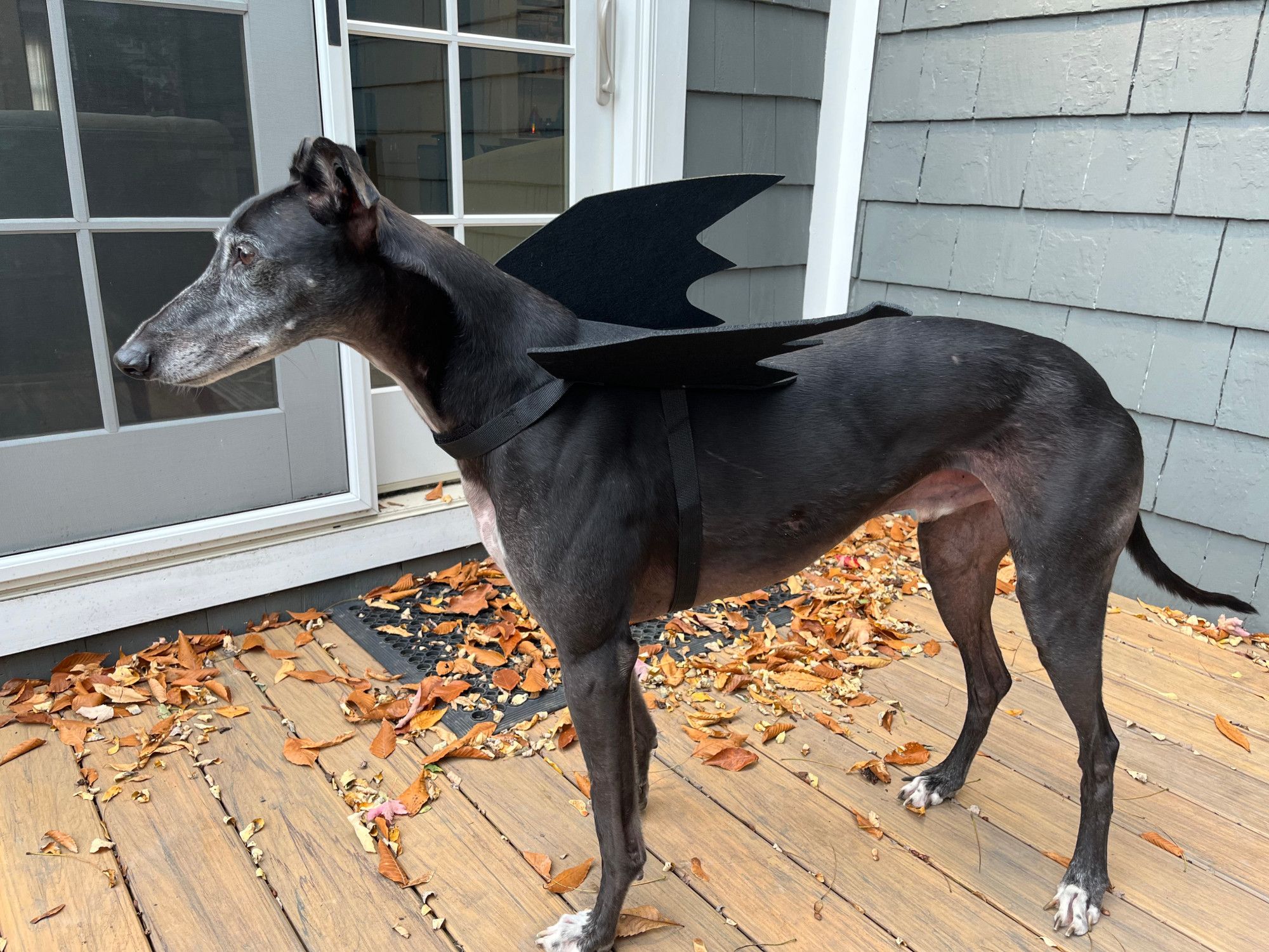 Rocky the black greyhound standing sideways and wearing black bat wings