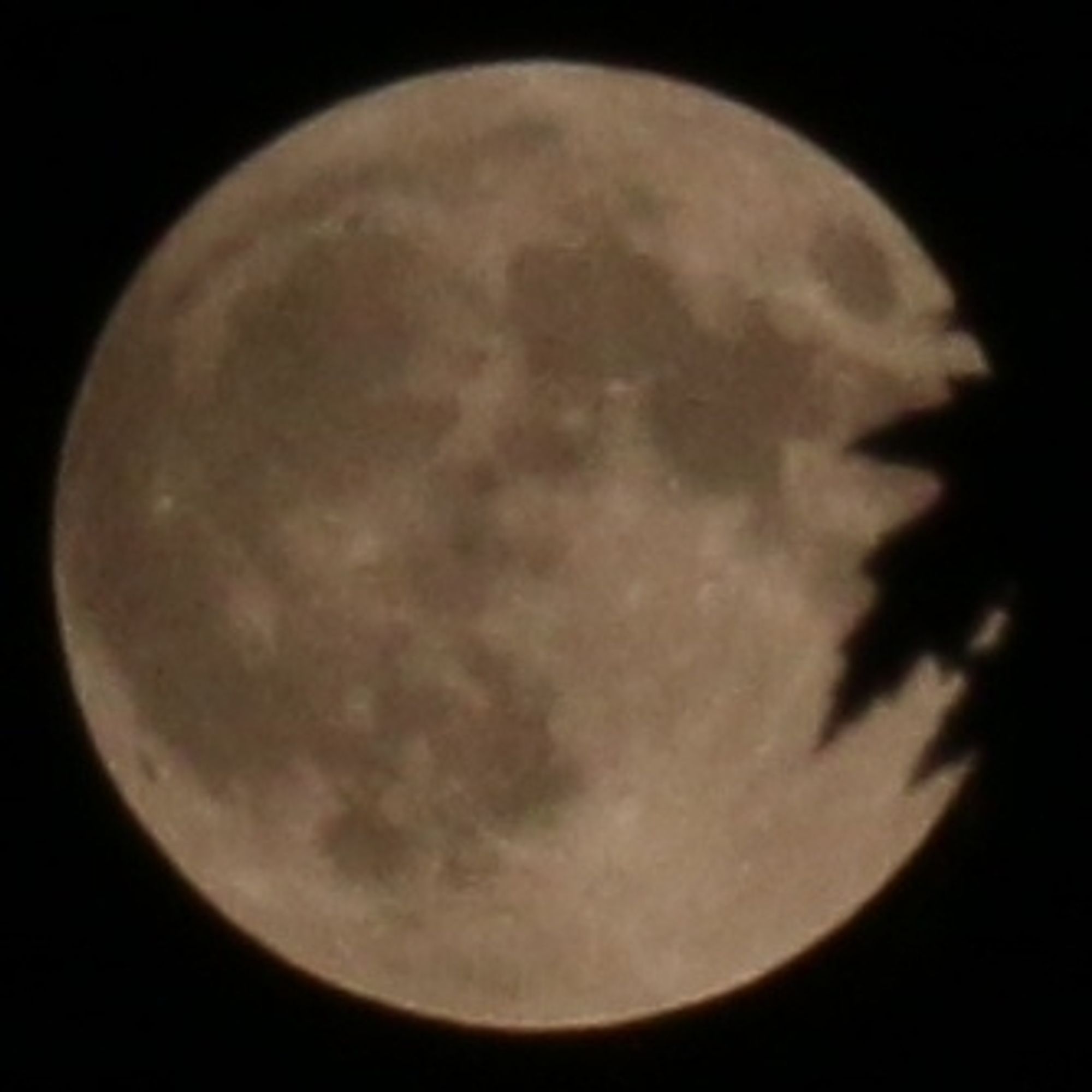 Super Full Moon in Pisces shot last week with tree leaves silhouette // Harvest Moon