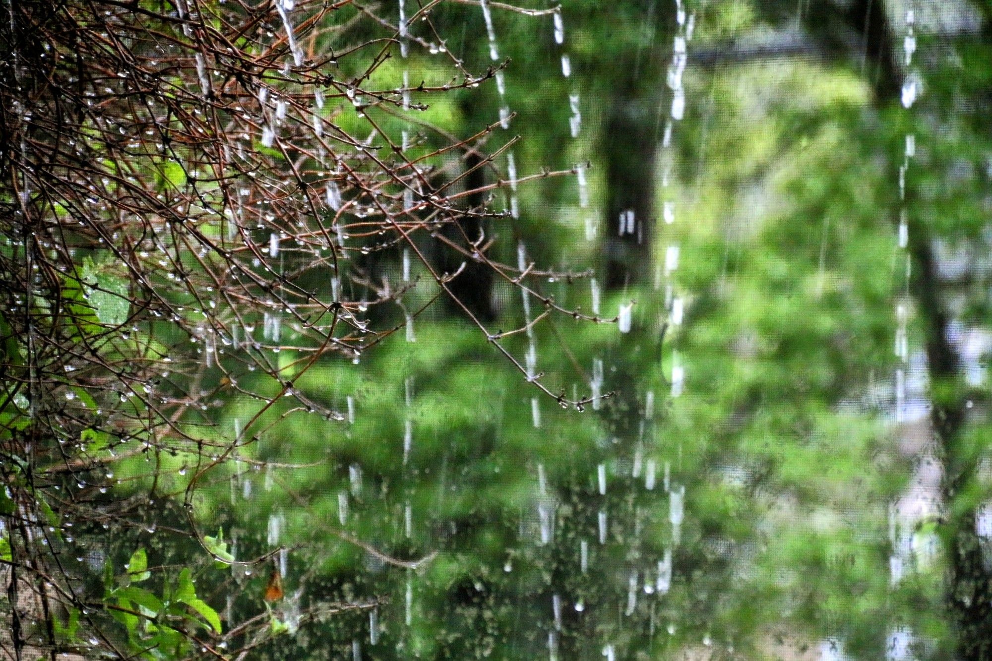 rainy backyard view from the window