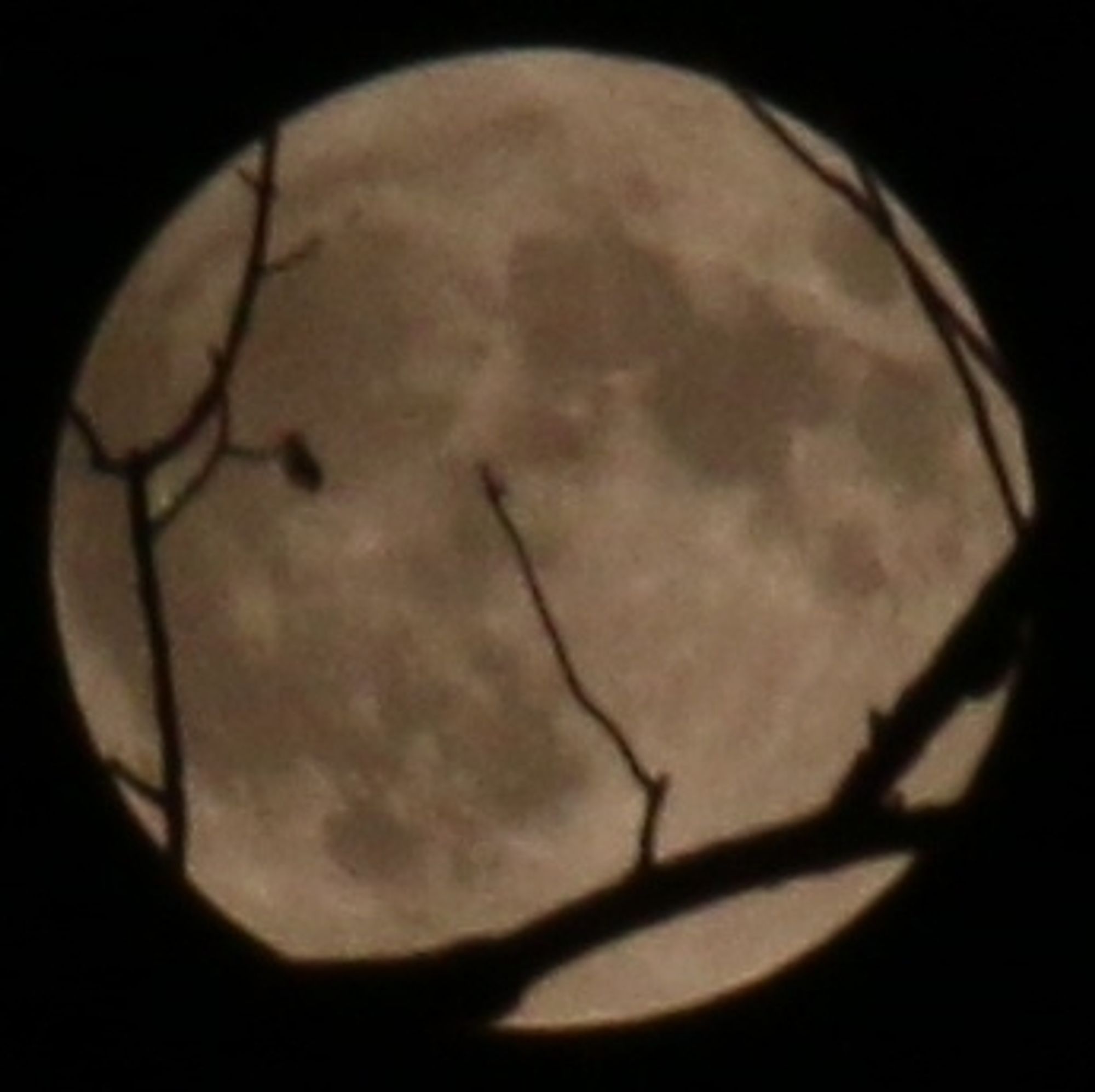 Super Full Moon in Pisces shot last week with bare tree branch twigs silhouette // Harvest Moon