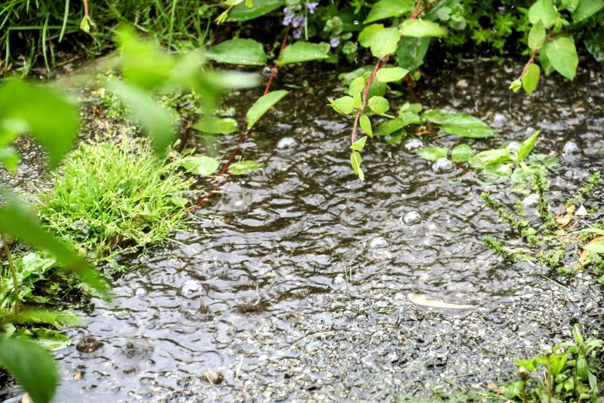 rain puddle x weeds moss plants