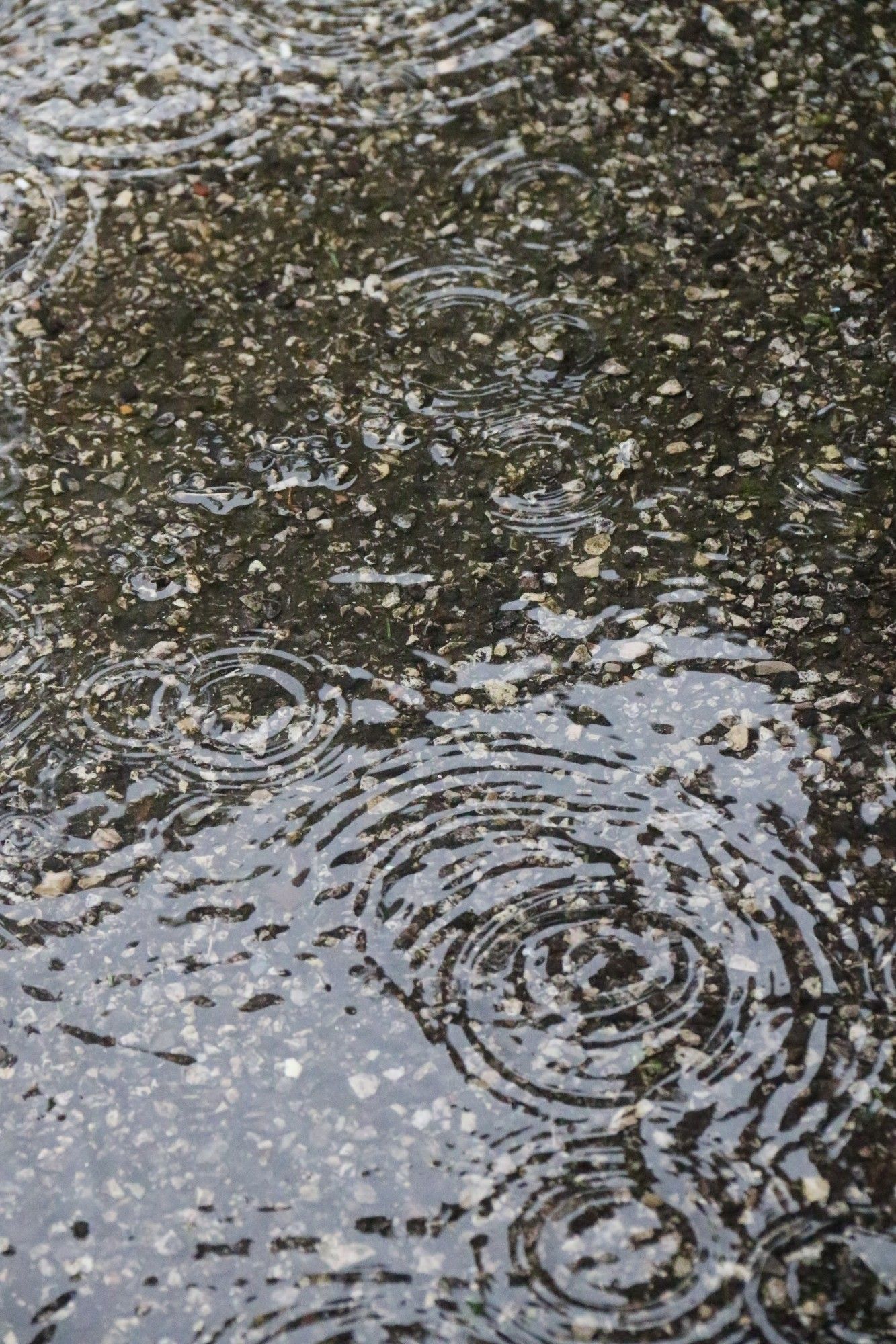 puddles in the rain 🌧️