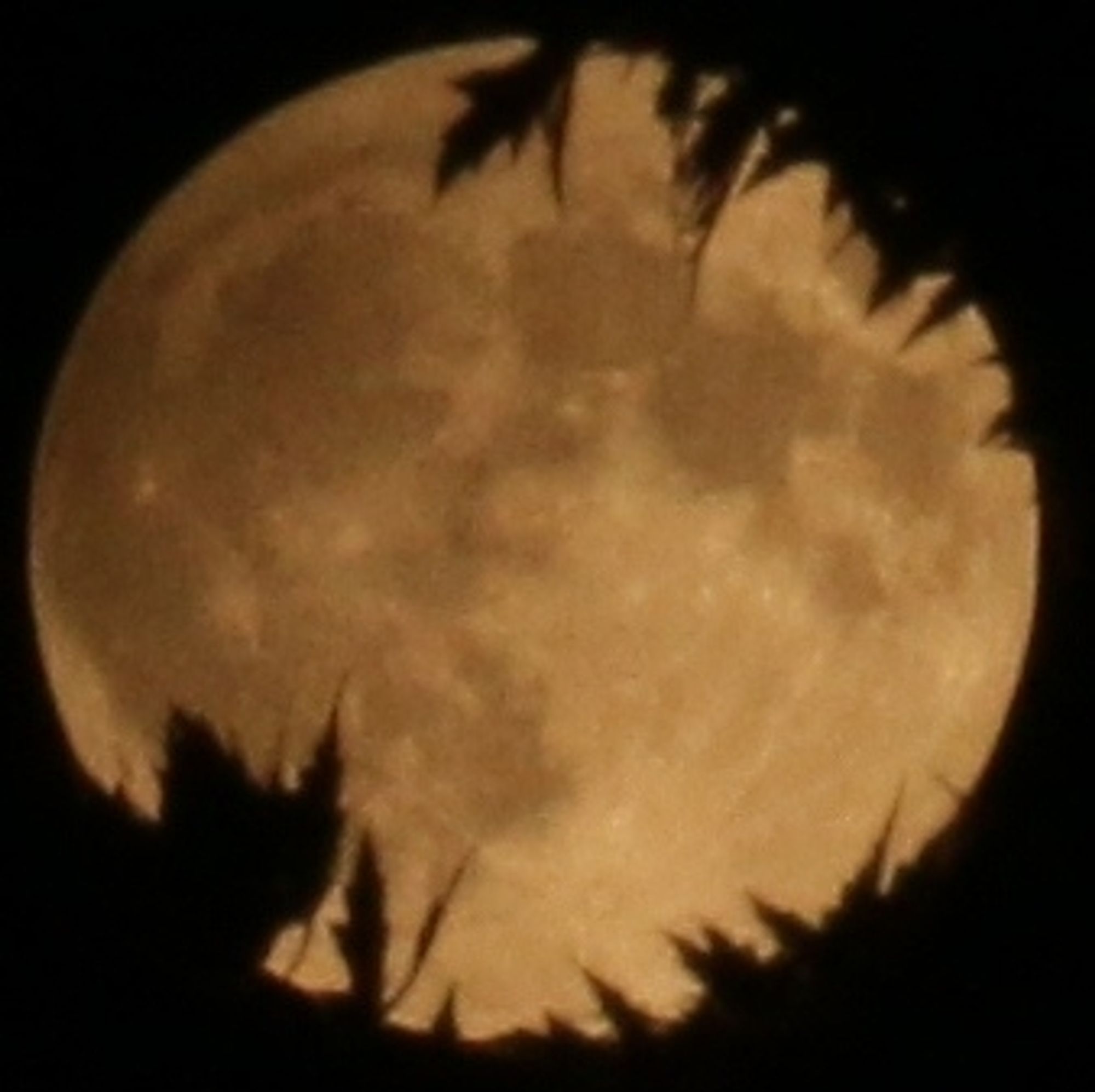 Super Full Moon in Pisces shot last week orange round moon with tree leaves silhouette // Harvest Moon