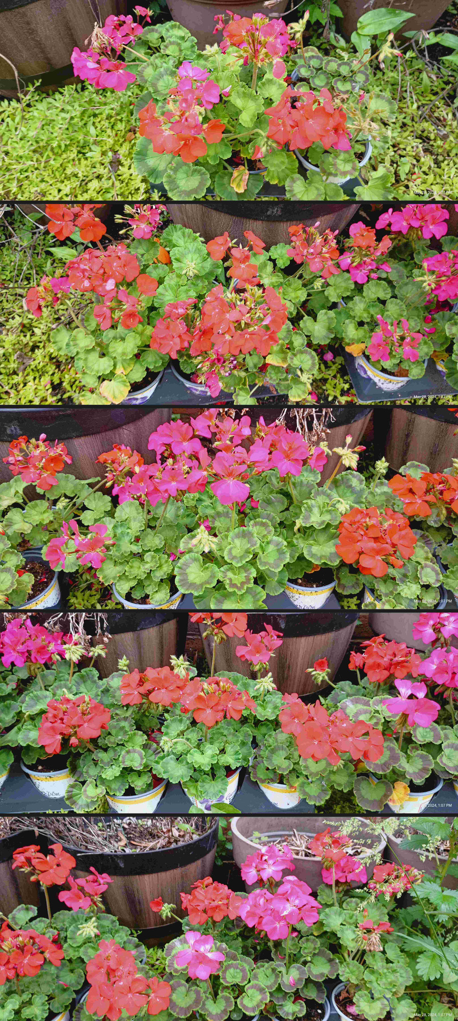 colorful geranium flowers or "Pelargonium"