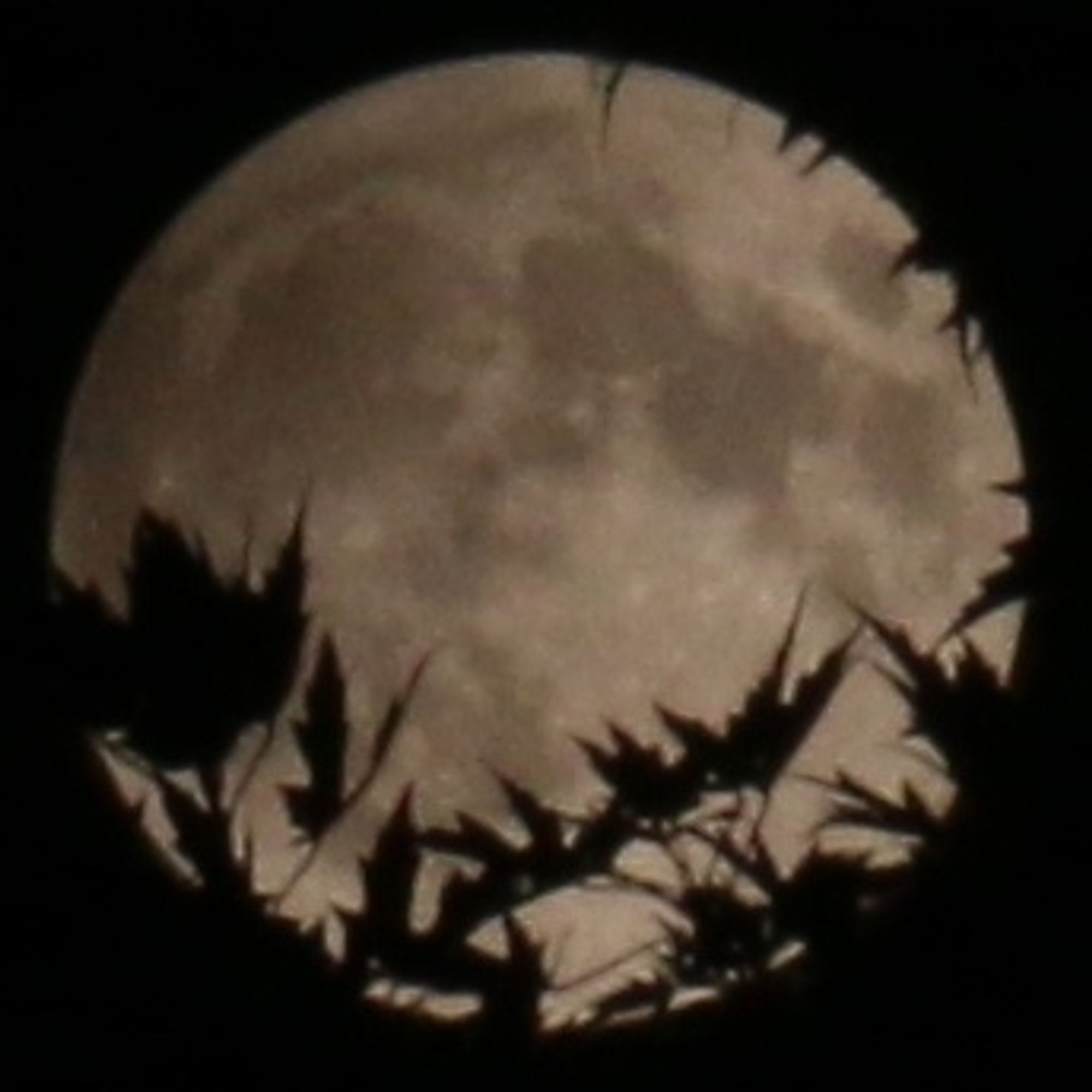 Super Full Moon in Pisces shot last week with tree silhouette // Harvest Moon