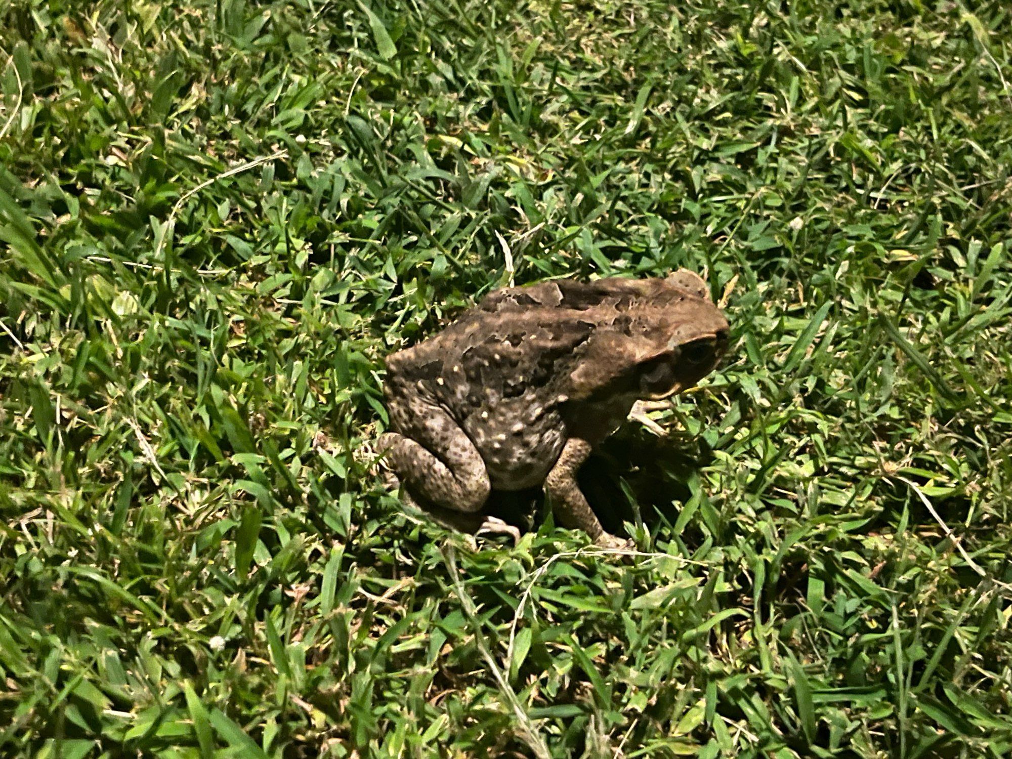 A Cane Toad sitting on some grass facing right of frame.