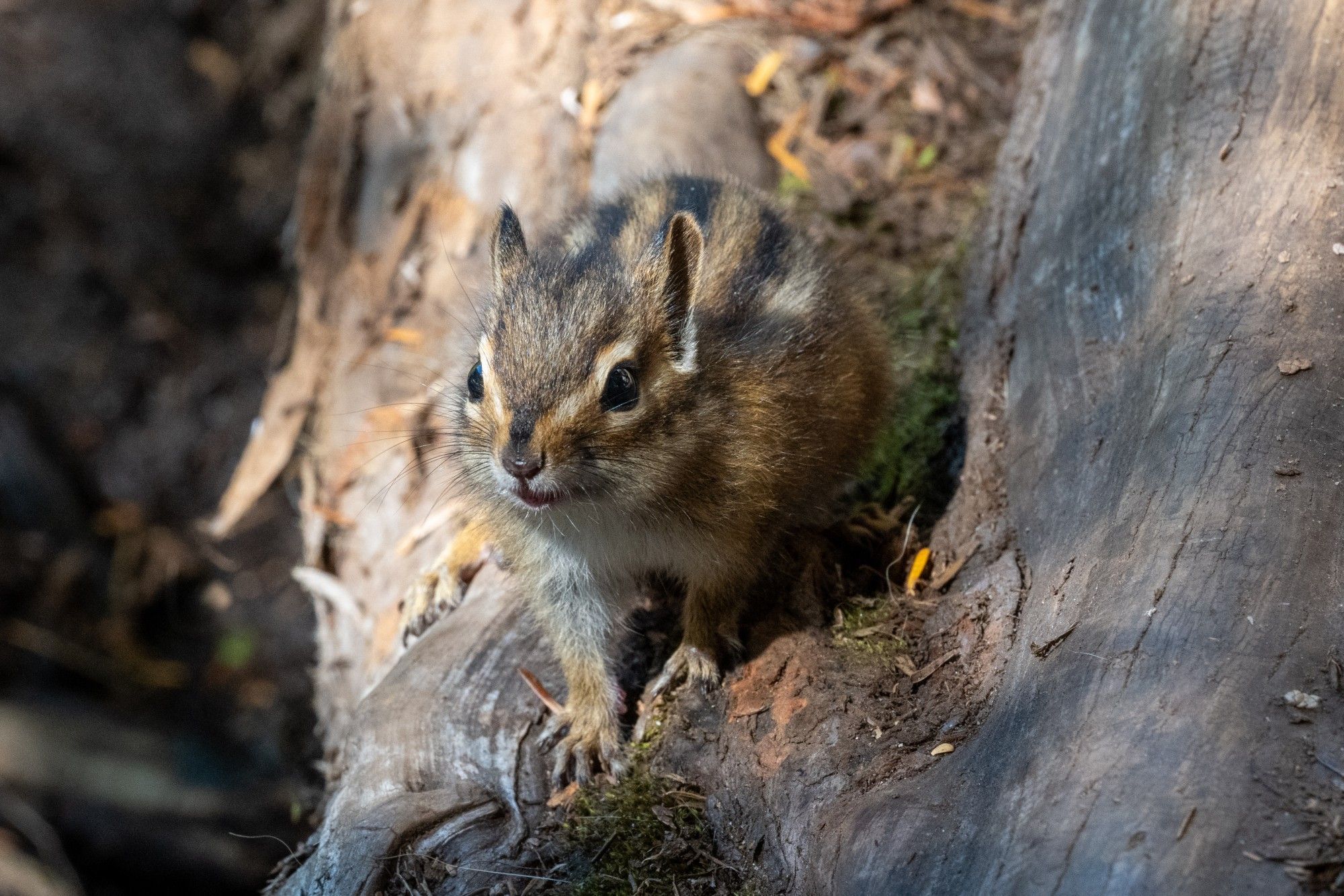 Chipmunk looking forward to a slight angle with a very cute look.