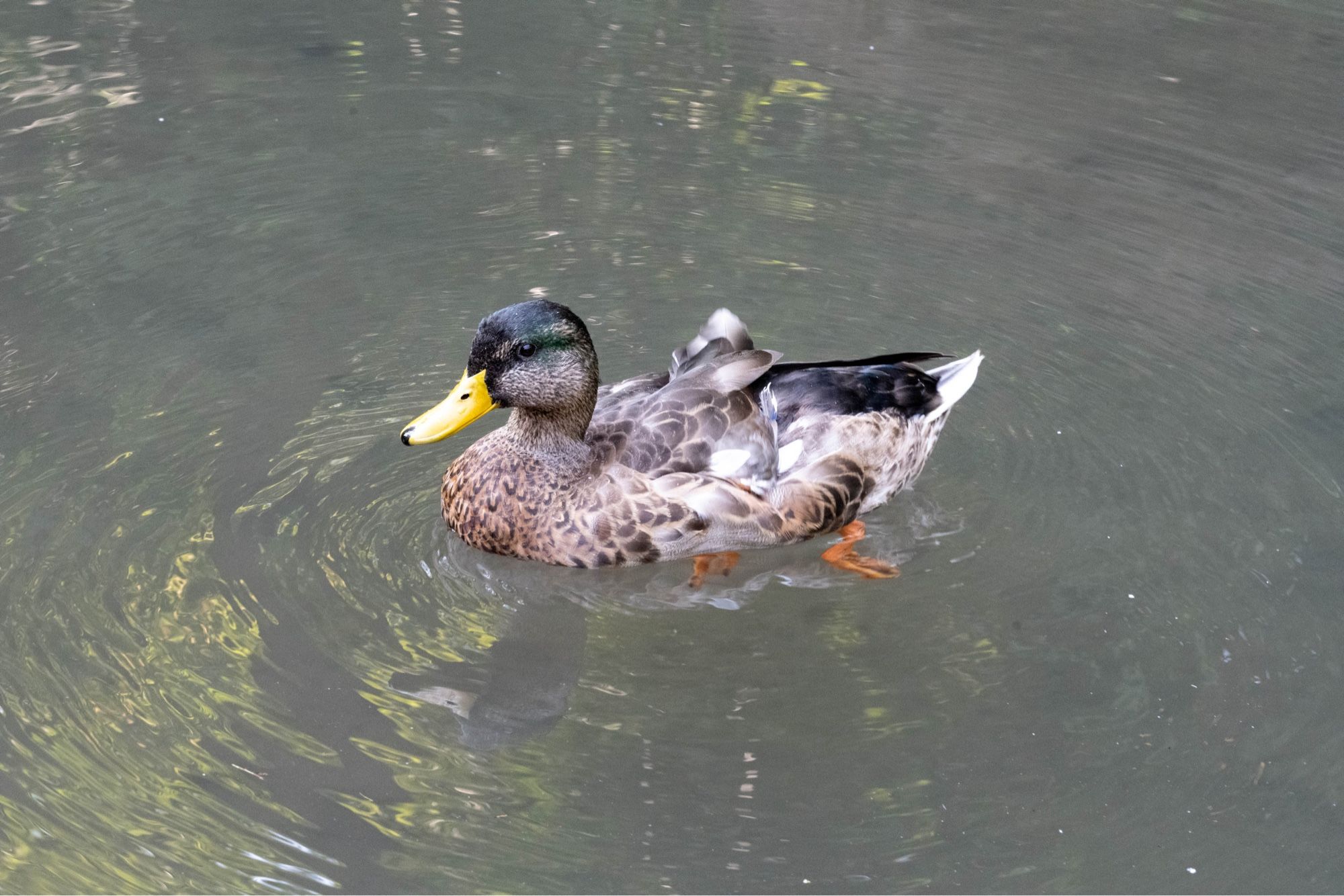 Side view of a male Mallard facing to the left. He is on the water with a ripple in front of him.