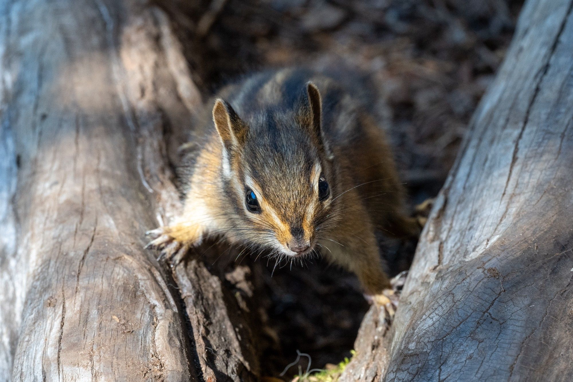 Chipmunk reaching forward between two logs intersecting with their front paws on each of the logs.