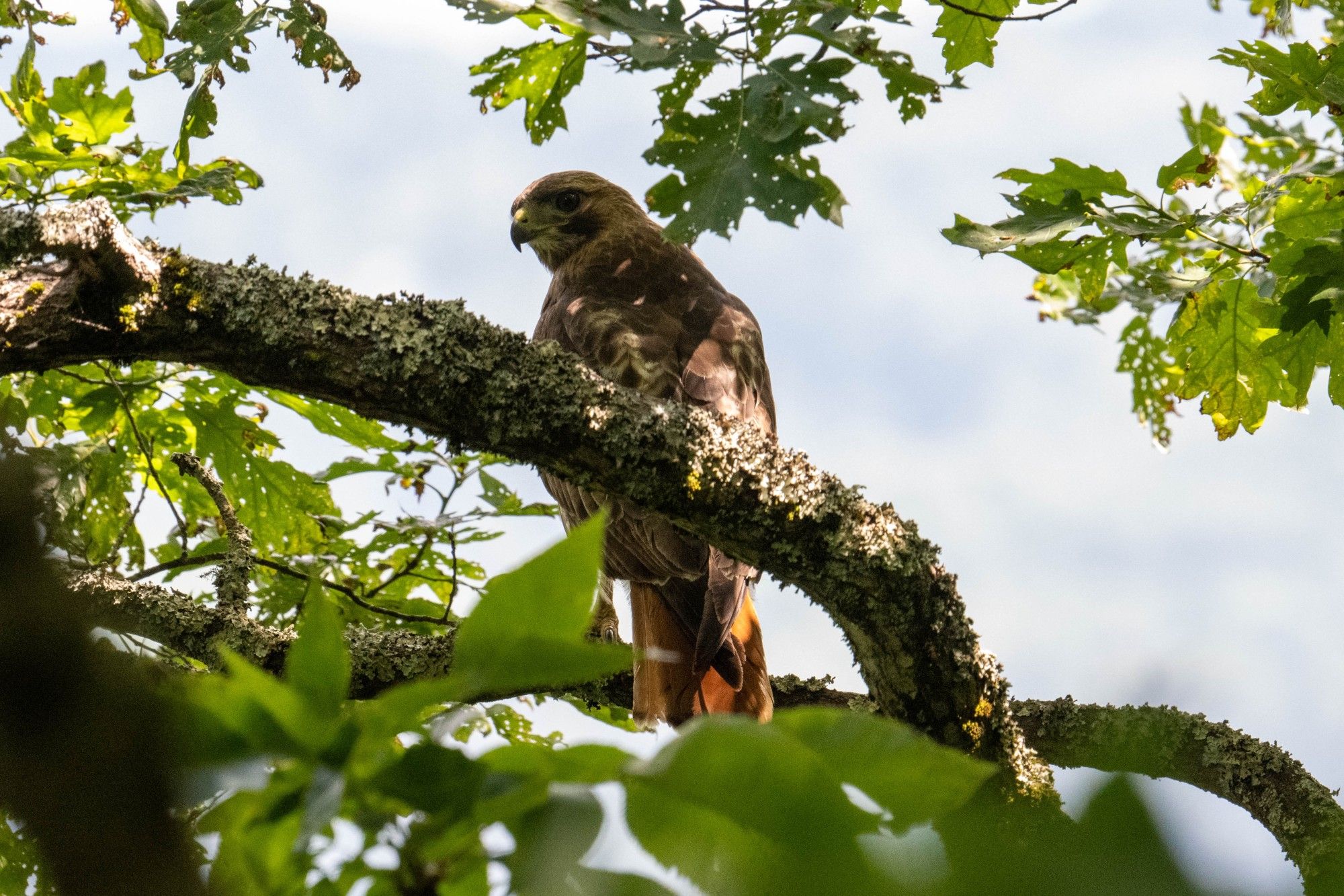 View of a Red-tailed Hawk from behind, with the hawk looking back at the camera. The hawk is behind a branch.