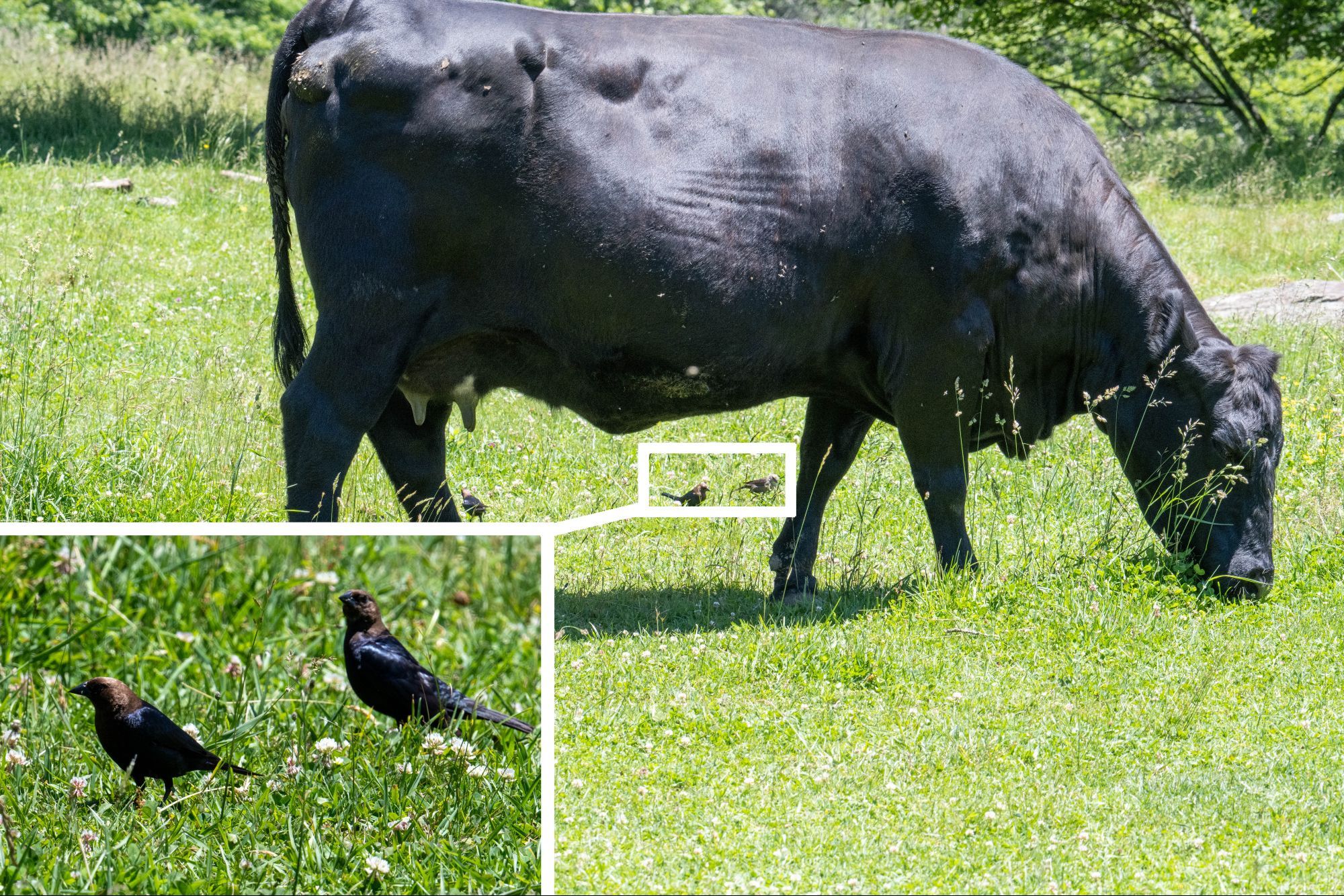 Picture of a few Brown-headed Cowbirds around the cow, in this image below the cow in the background and near the cow's hind legs. The birds are highlighted with a higher-resolution picture in the corner showing that they are indeed brown-headed (you'll have to trust me on the whole "cowbird" part of the name).