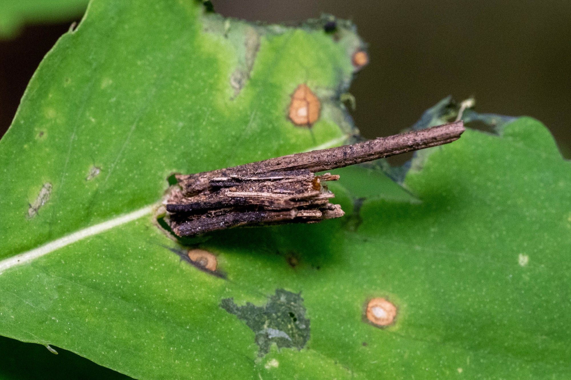 Bag of a bagworm moth on a leaf. The bag appears to be a bunch of twigs sewn together on the left side. There is one particularly large piece sticking out to the right on the top.
Taken by me on June 14th, 2024 on China Creek Trail, North Carolina, in the Blue Ridge Mountains.