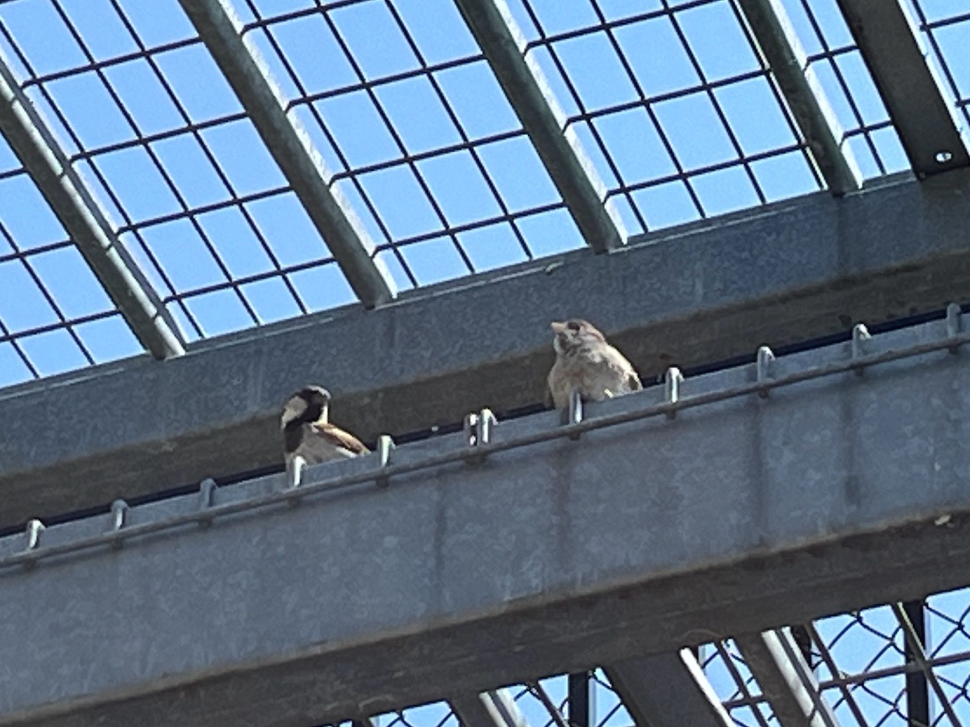 Two house sparrows sitting on a steel beam. There is a male on the left and a female on the right.