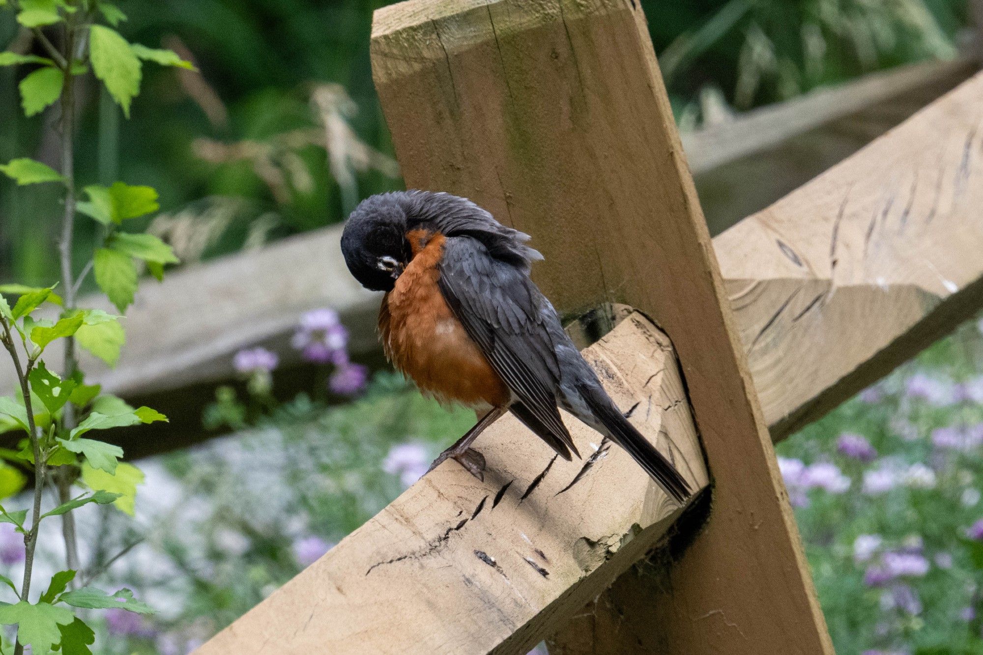 Male American Robin sitting on a fencepost in front of a patch of flowers. He is facing to the left side of the picture. He has his head angled downwards on his chest.