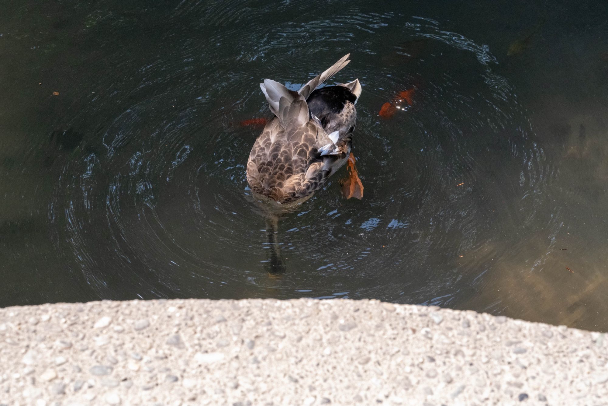 Mallard sticking his head underwater attempting to grab one of the Koi. Once he tried this the Koi chased him off into a corner, where they then dispersed. He then faked them out and charged at one (also unsuccessful).