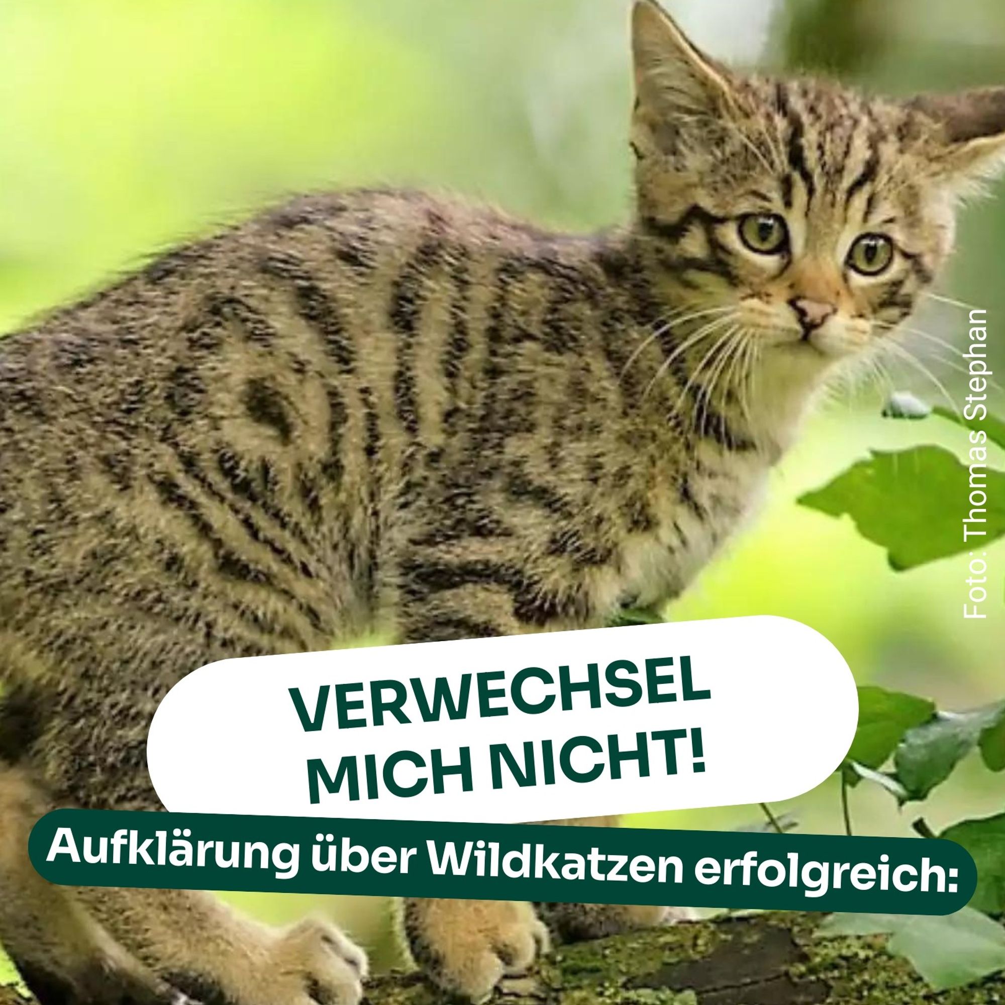 Aufklärung über Wildkatzen